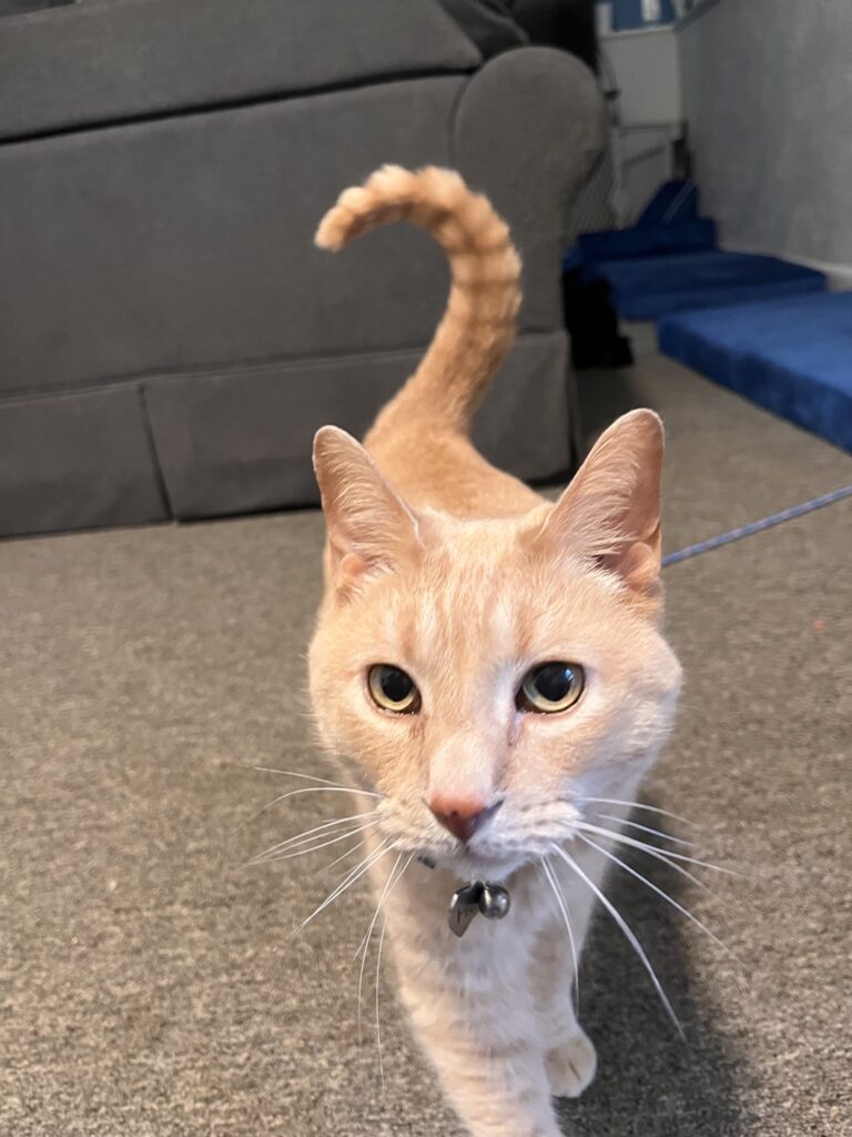 A Nice Pet-sitting Visit On A Saturday