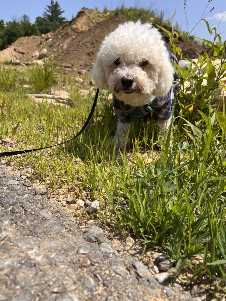 Mylo The Trooper