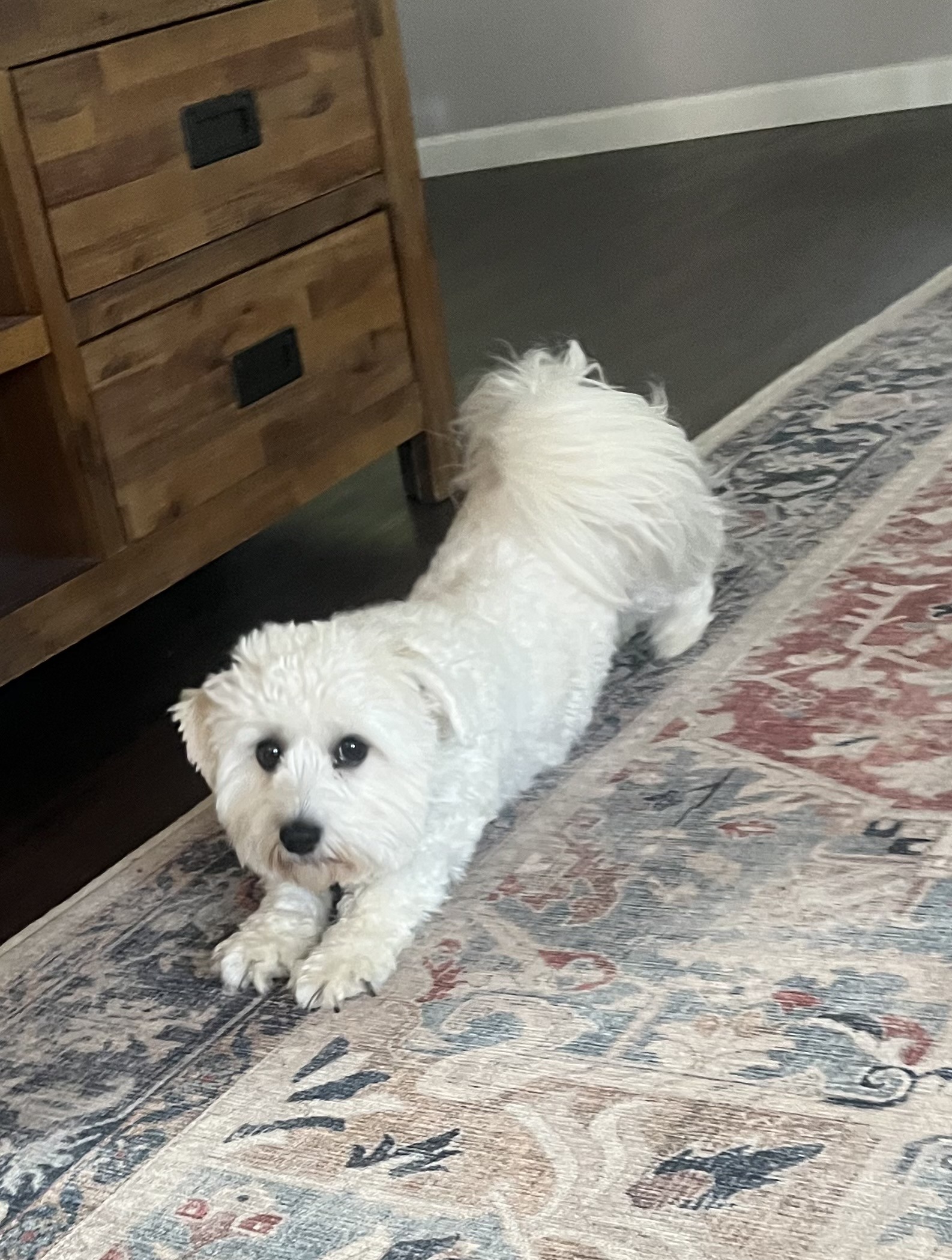Milk Bone Morning
