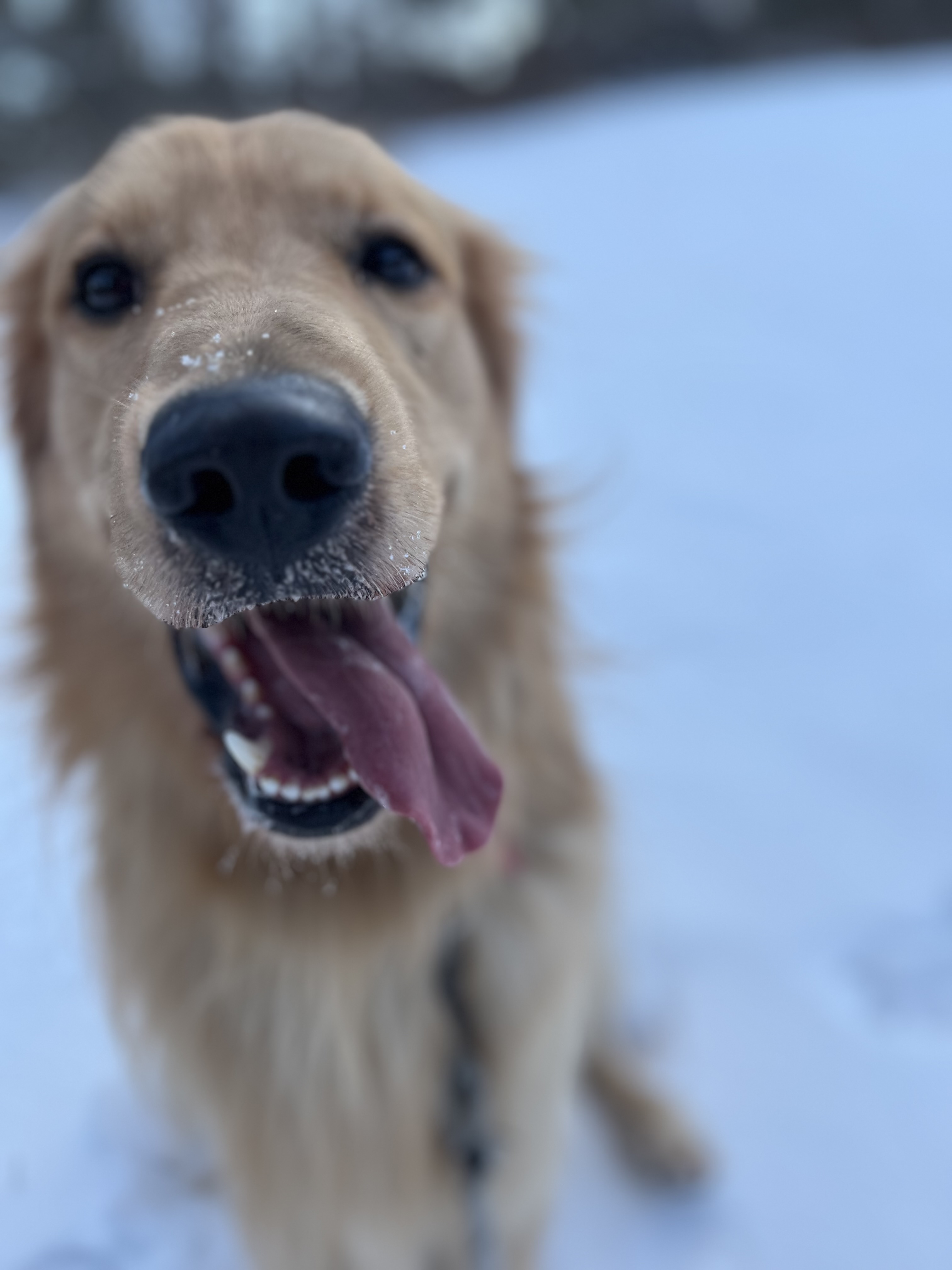In his element ❄️