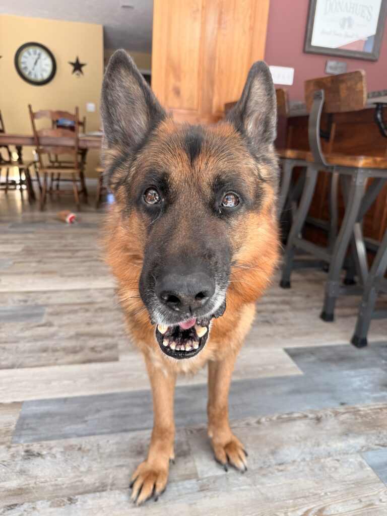 Model Max