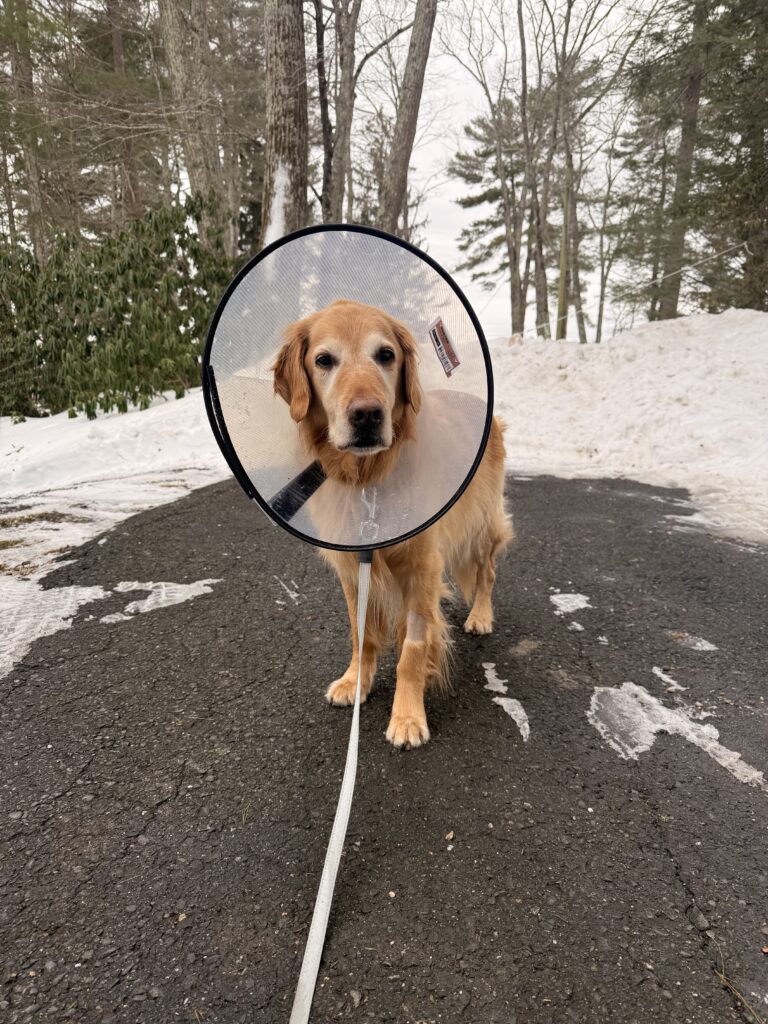 Ice Cone
