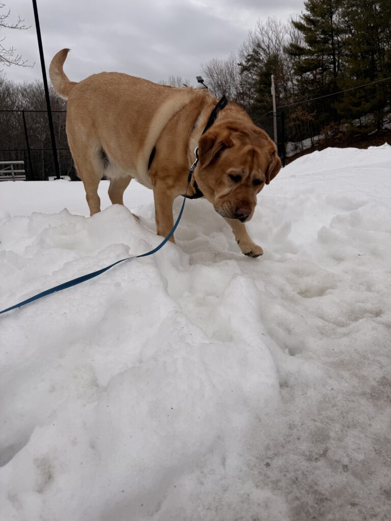 Charlie The Snow Dog