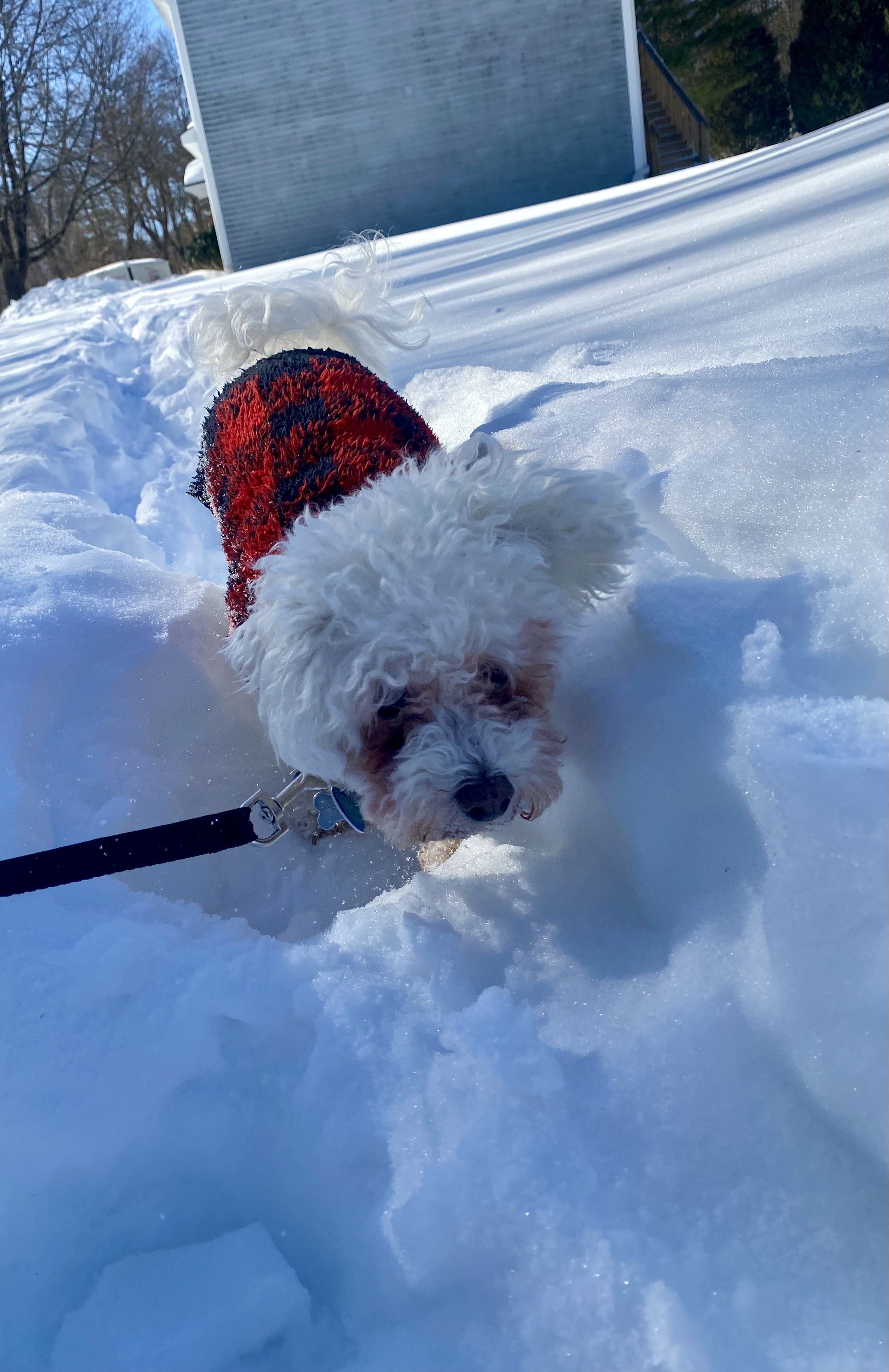 Camouflage LilyLoo ❄️