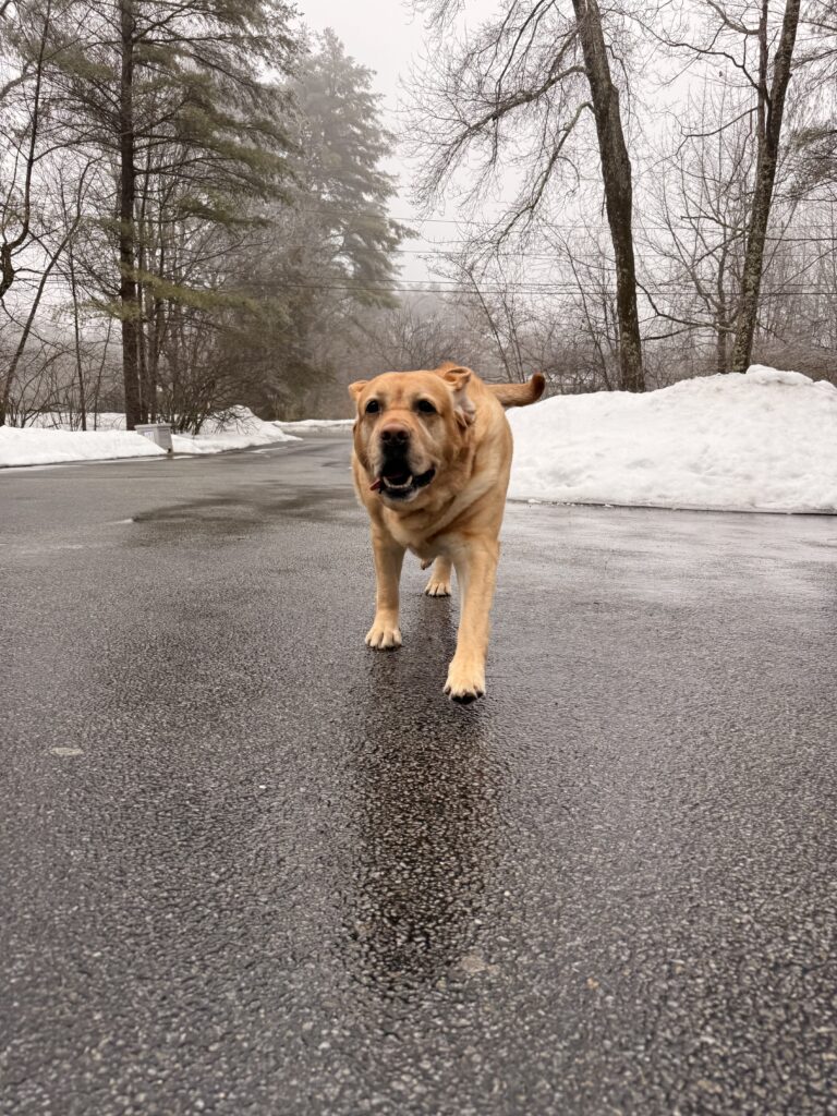 Zoomiezzzz