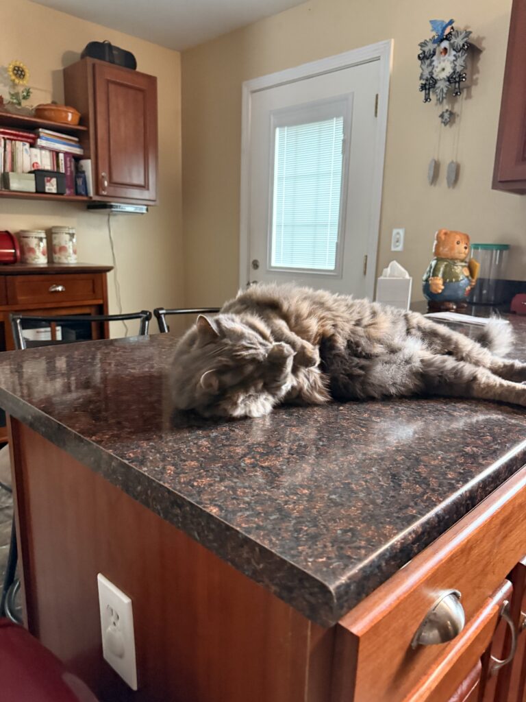 Floppy Kitty Belle