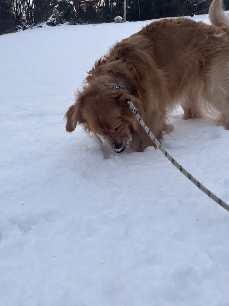 Snow much fun