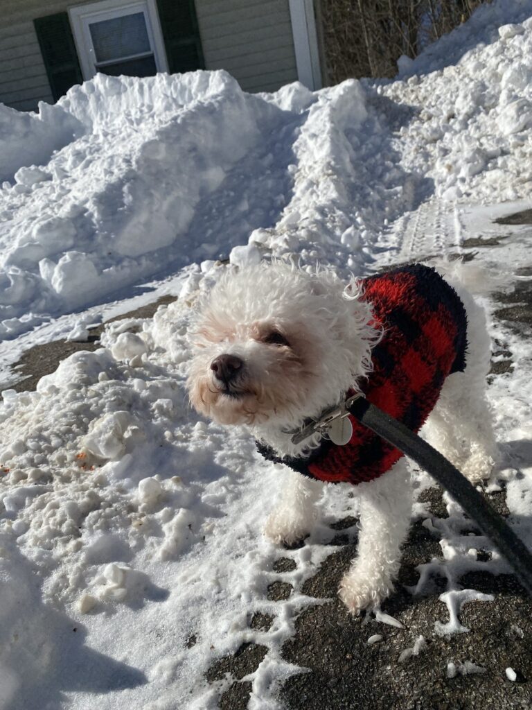 Frosty Paws 🥶