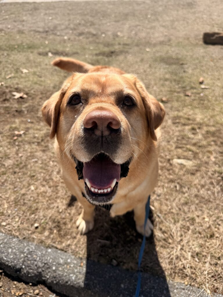 Happy Ham
