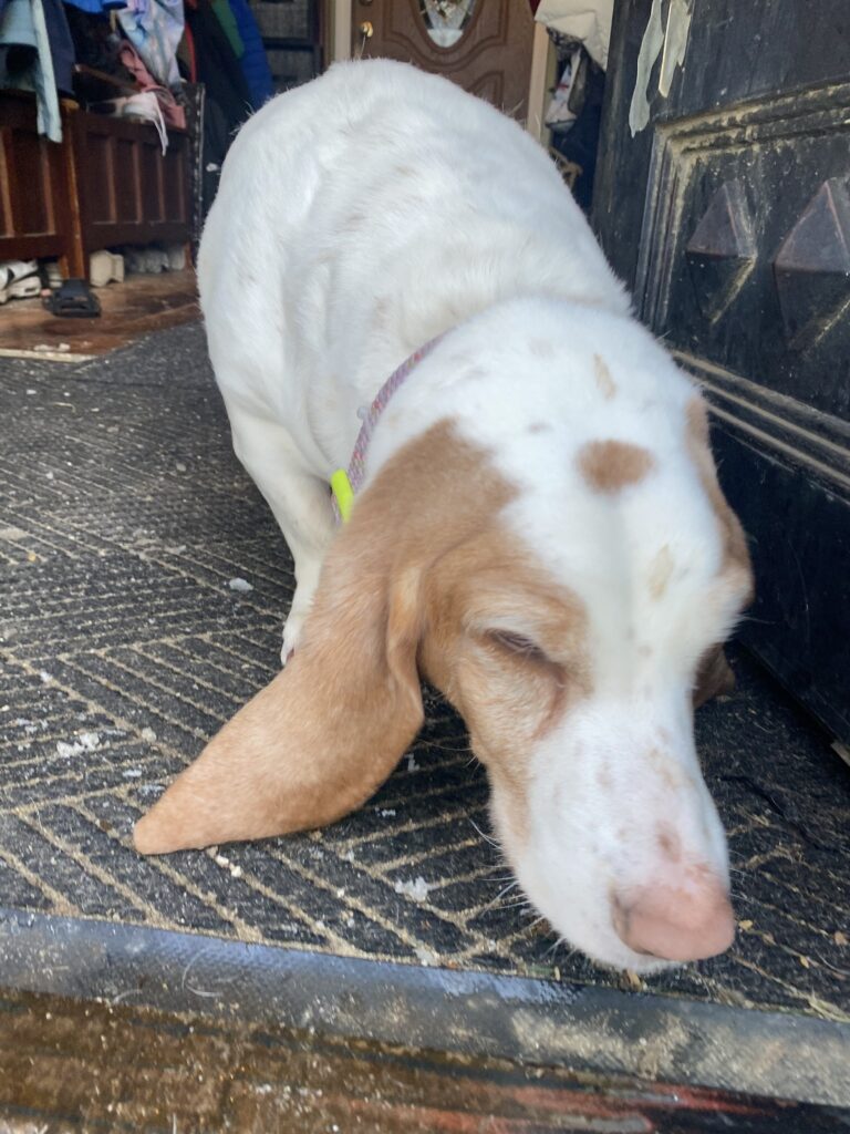 Valentails Were Waggin’ All Over ❤️