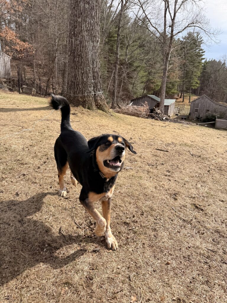 Treats And Tail Wags