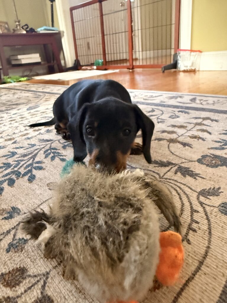 Puppy Power