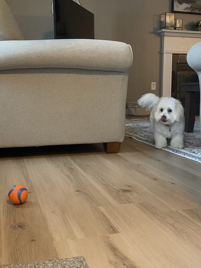 Let’s Play Ball ⚽️ 🏀
