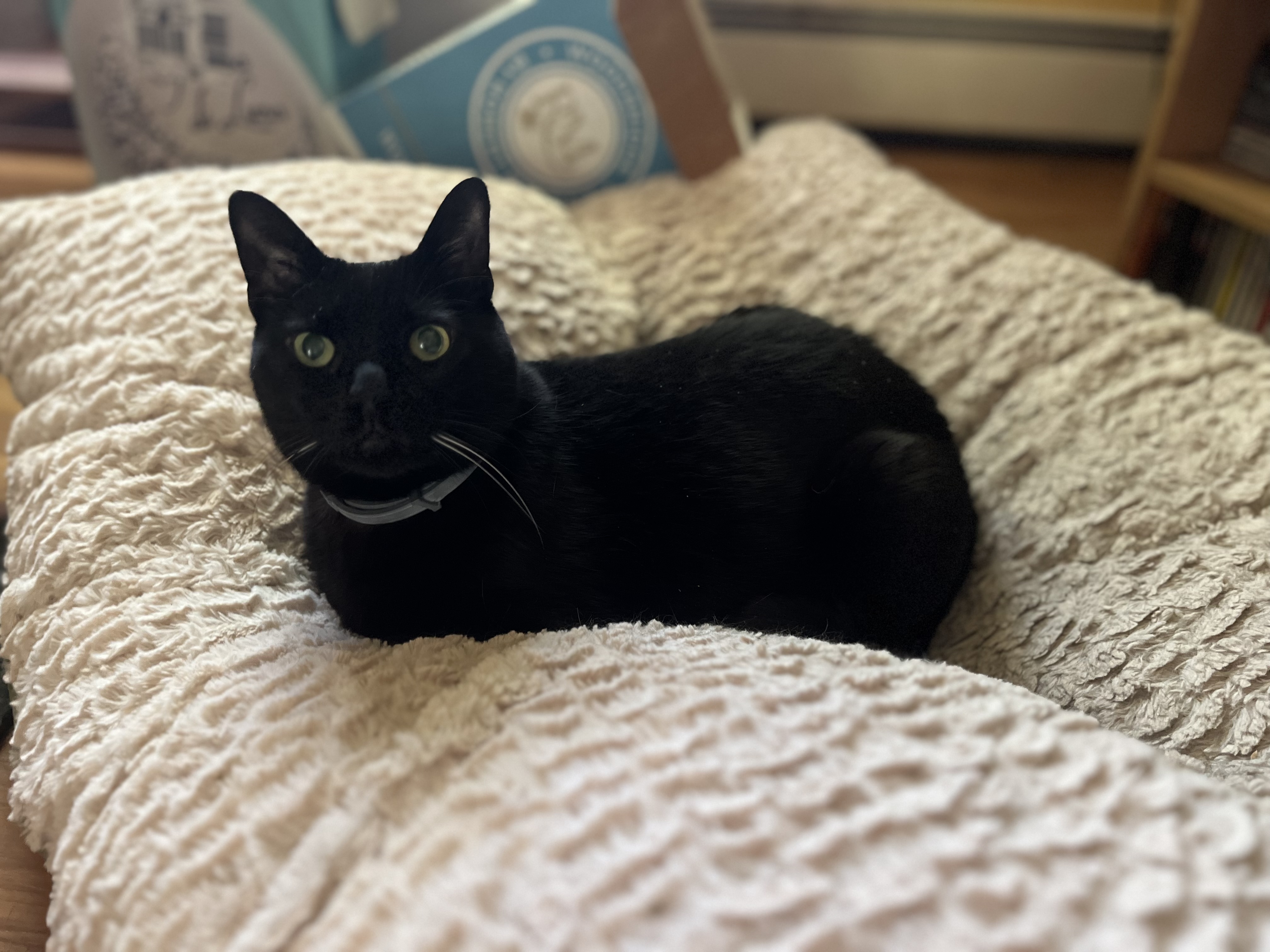 Purrfect visit