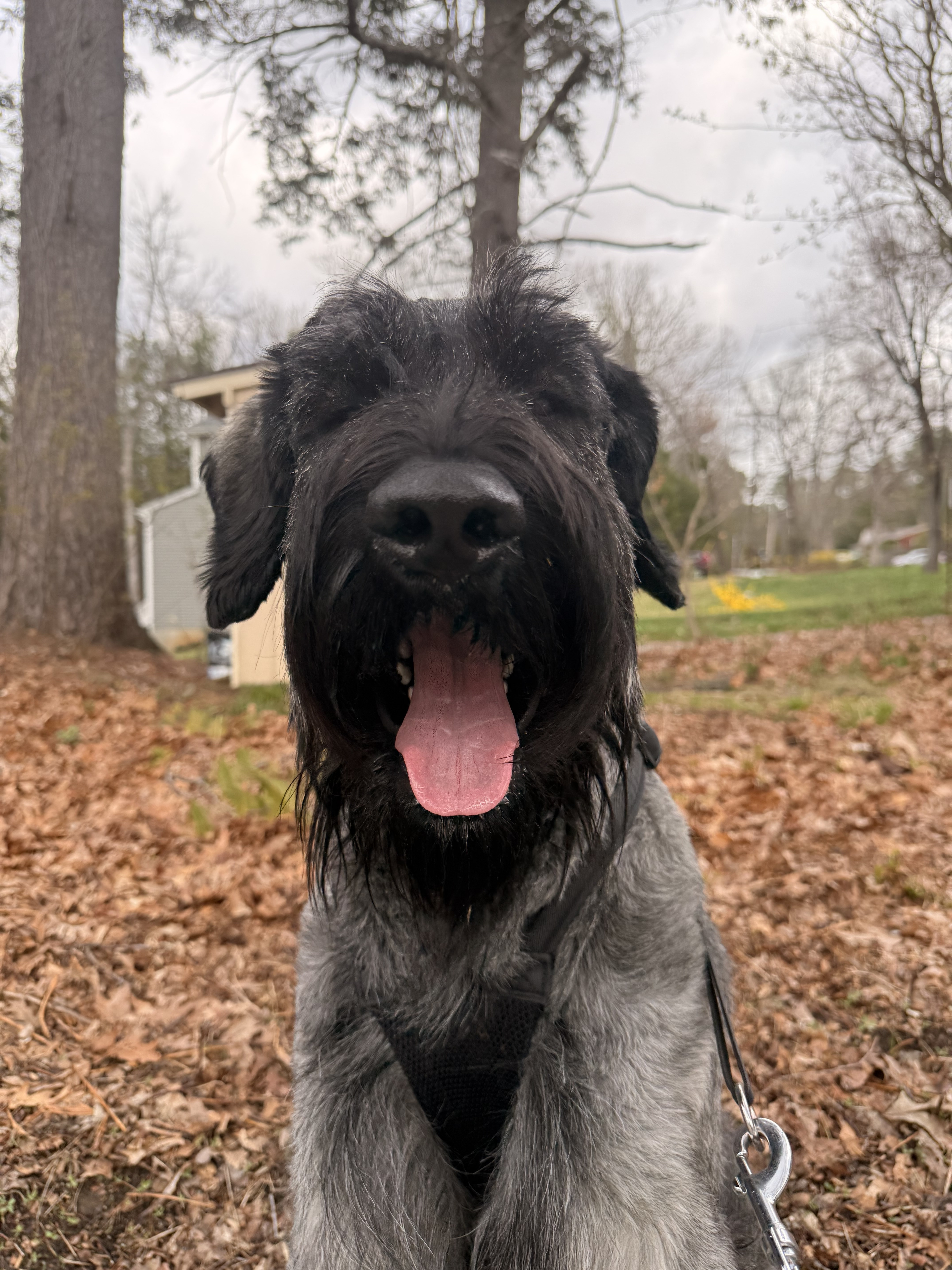 Bestest Boy