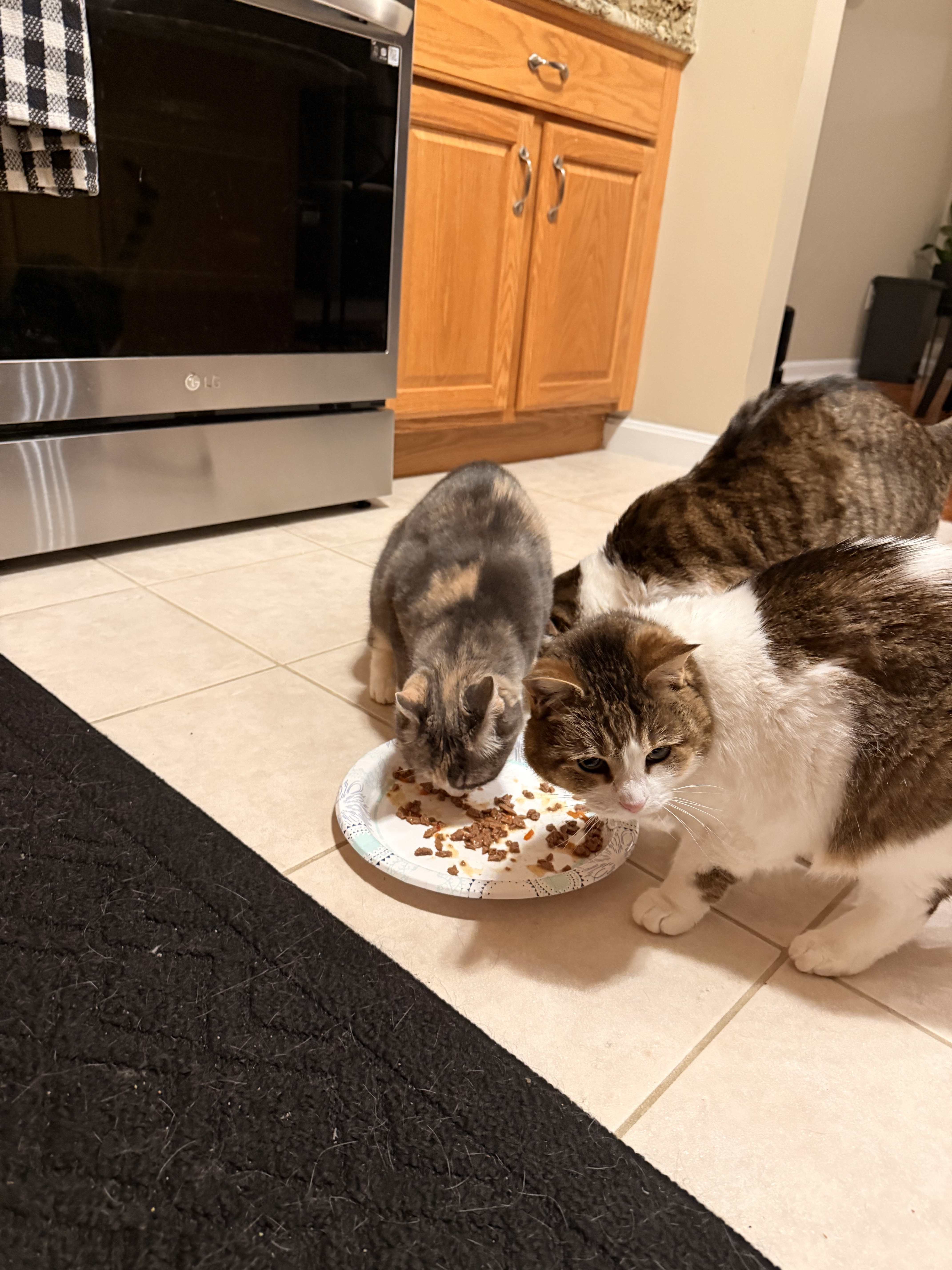 3 Kitties 1 Heart