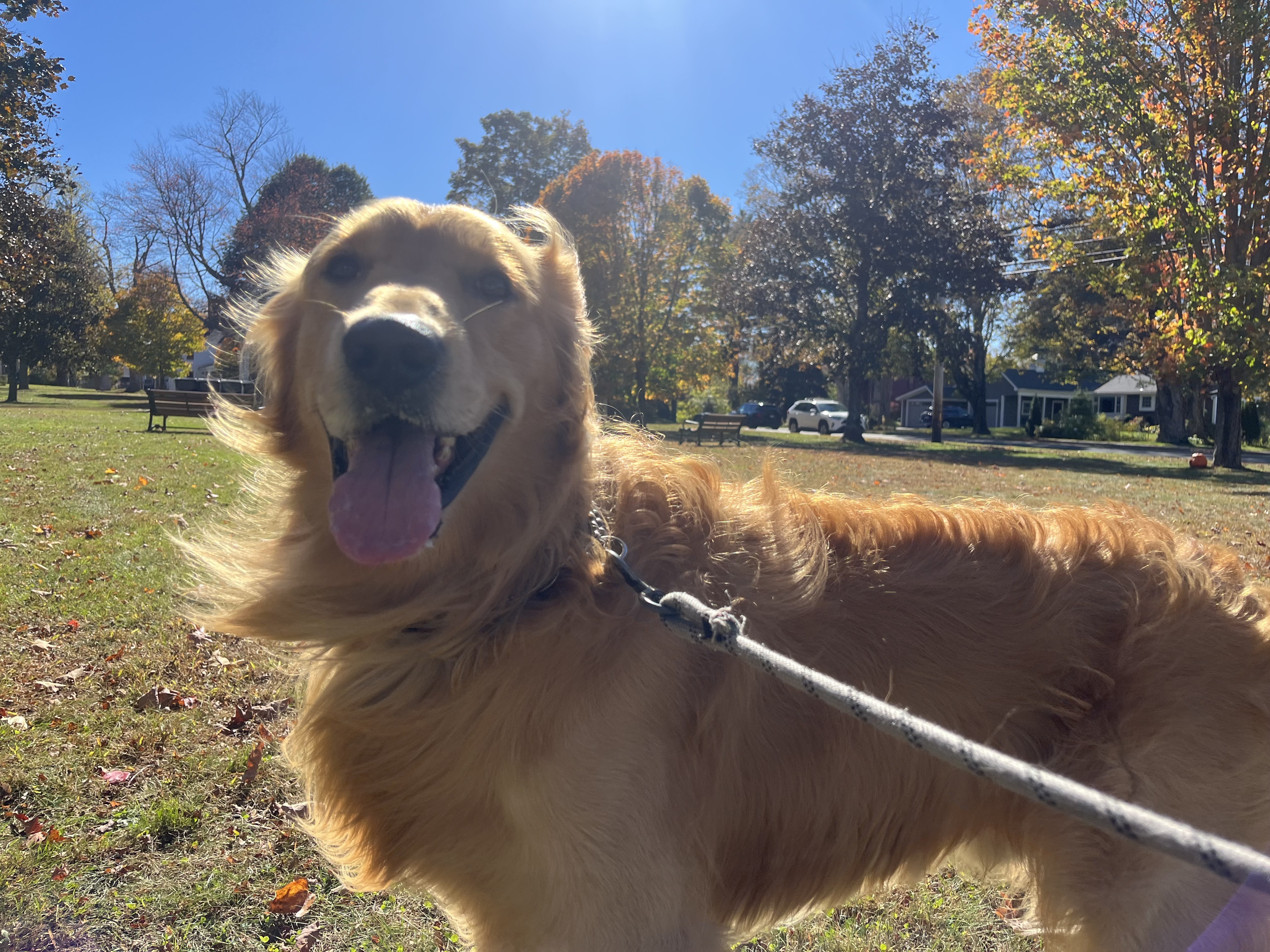 Pumpkin Sniffing Pup !