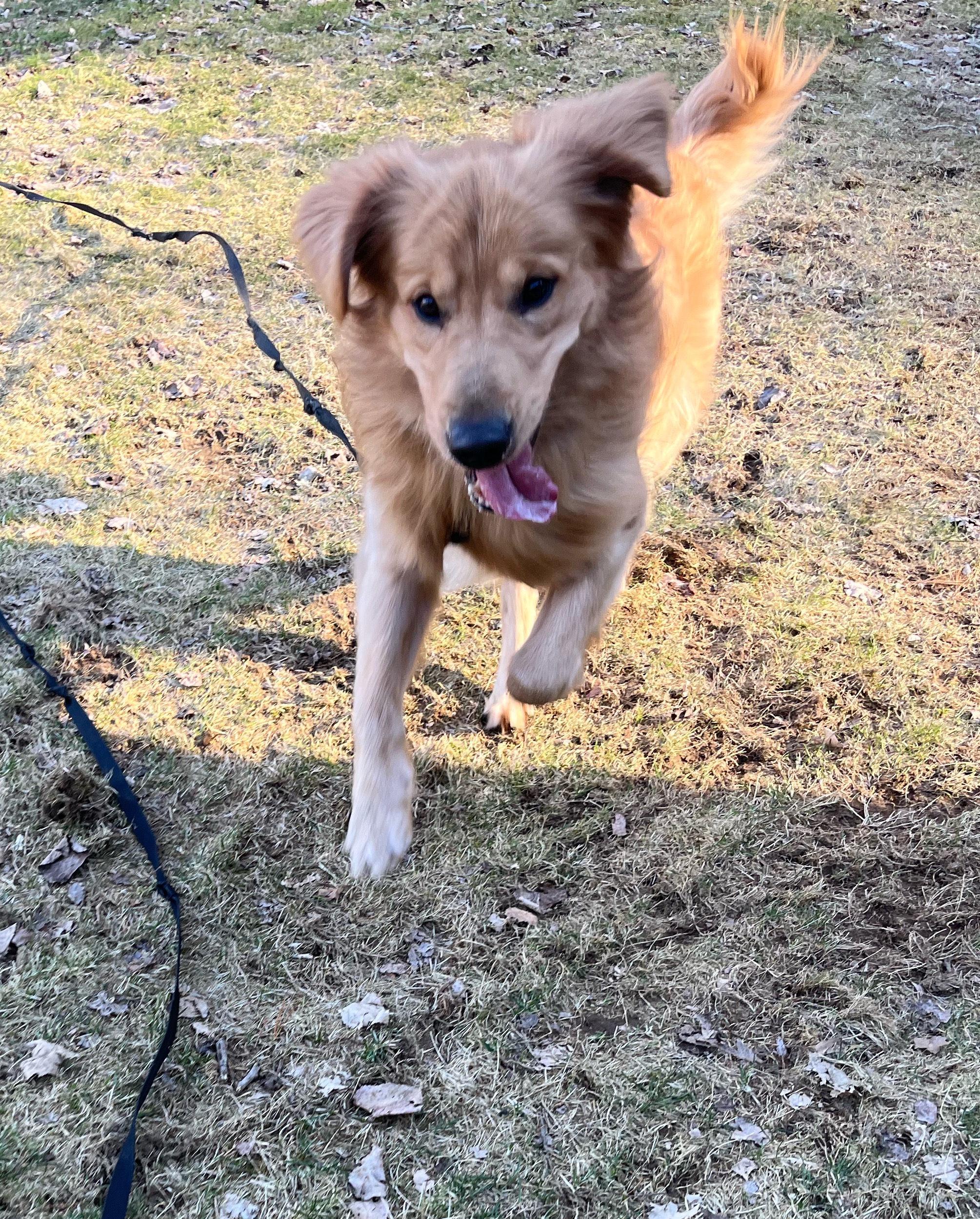 Fetch time !