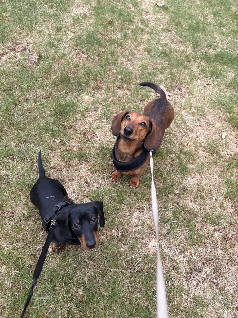 Who’s Walking Who?
