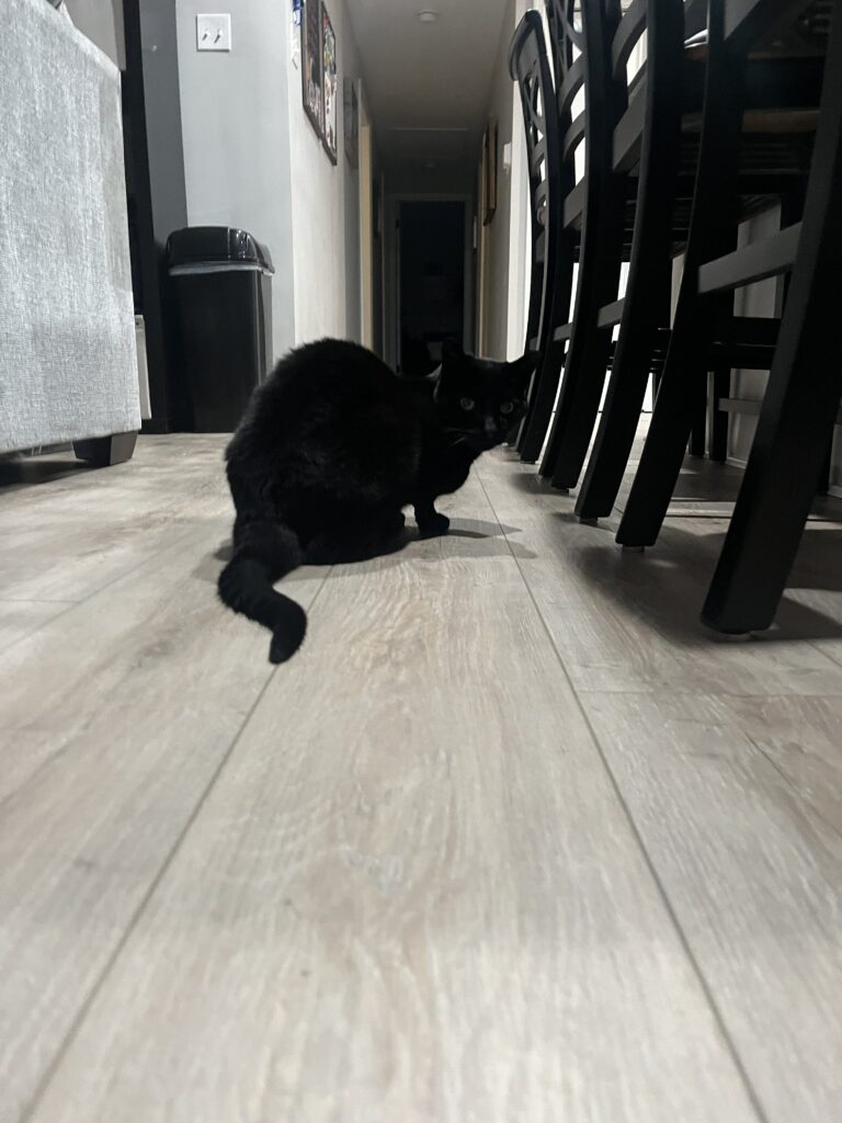 Cats know best !