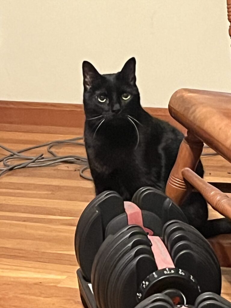 Coolest cat around