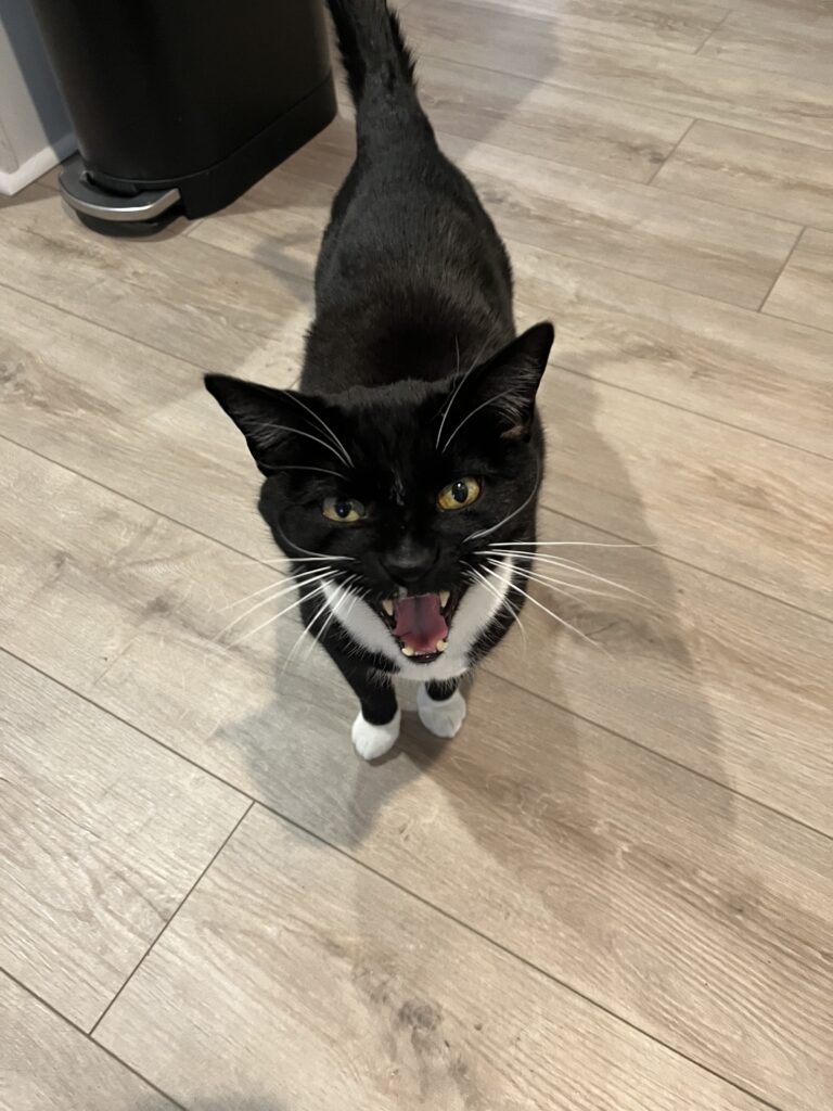 Swat team