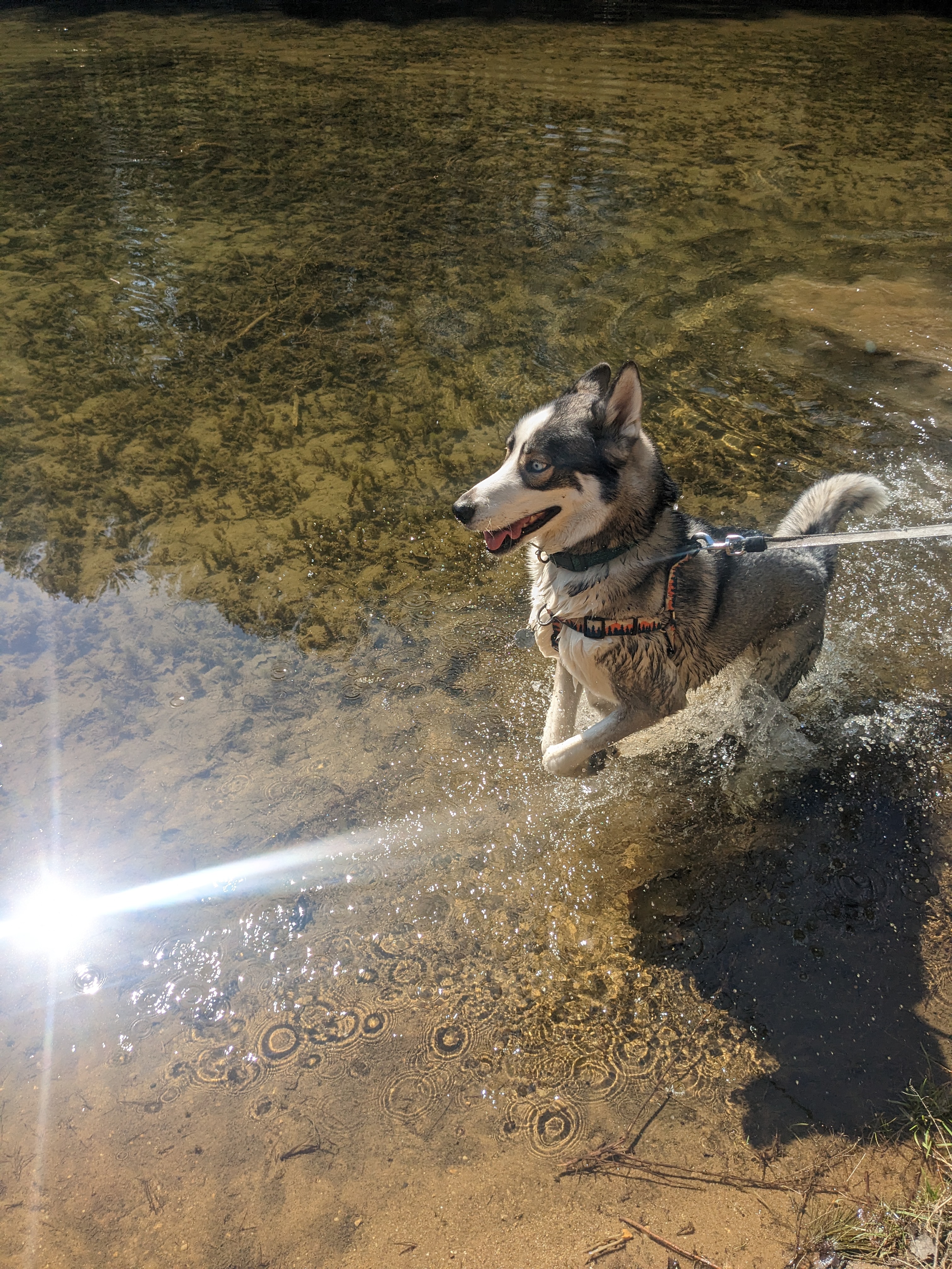 Packer takes on the Blue Lagoon