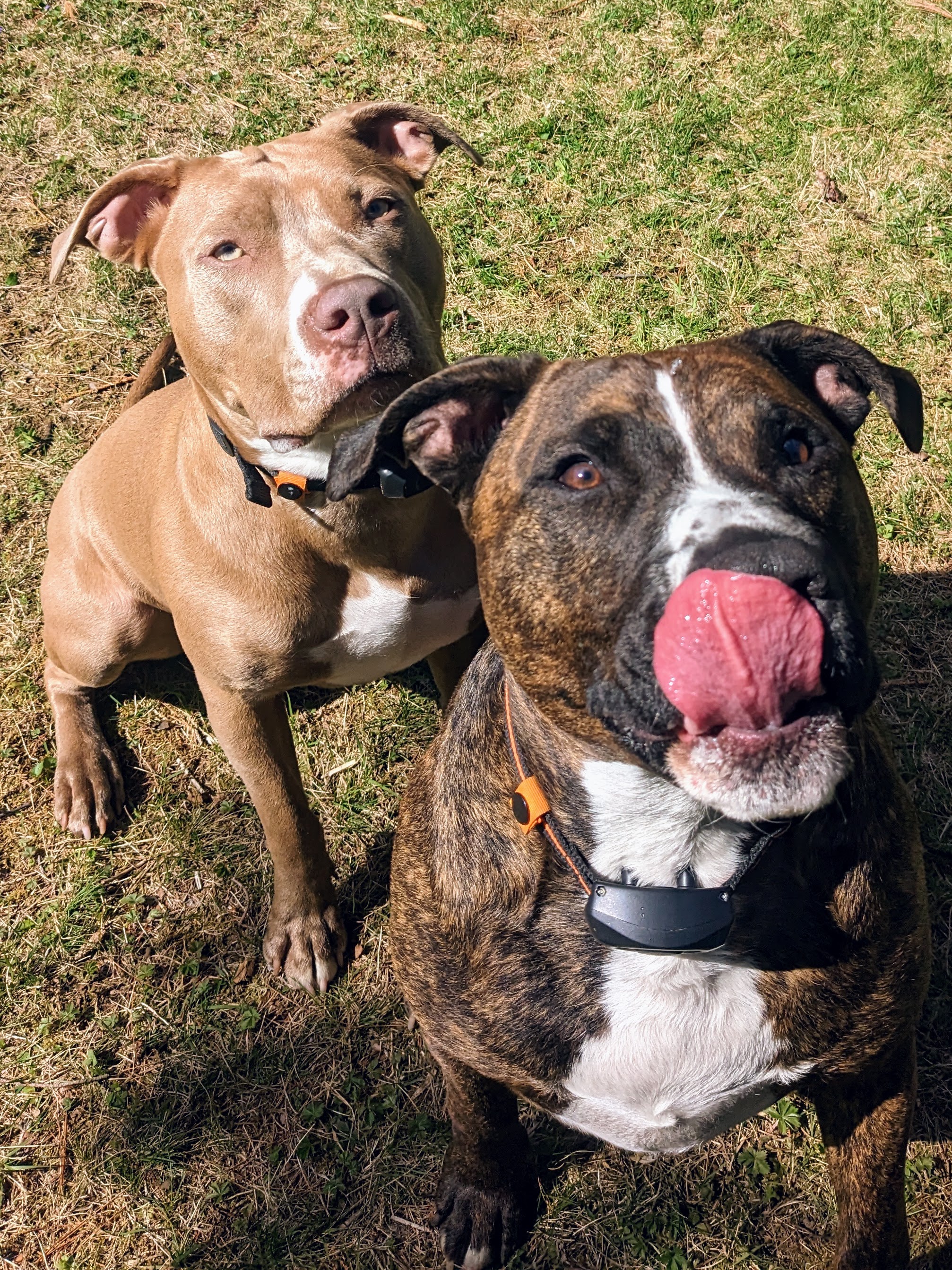 Meme was perfect, and Milo was perfectly goofy