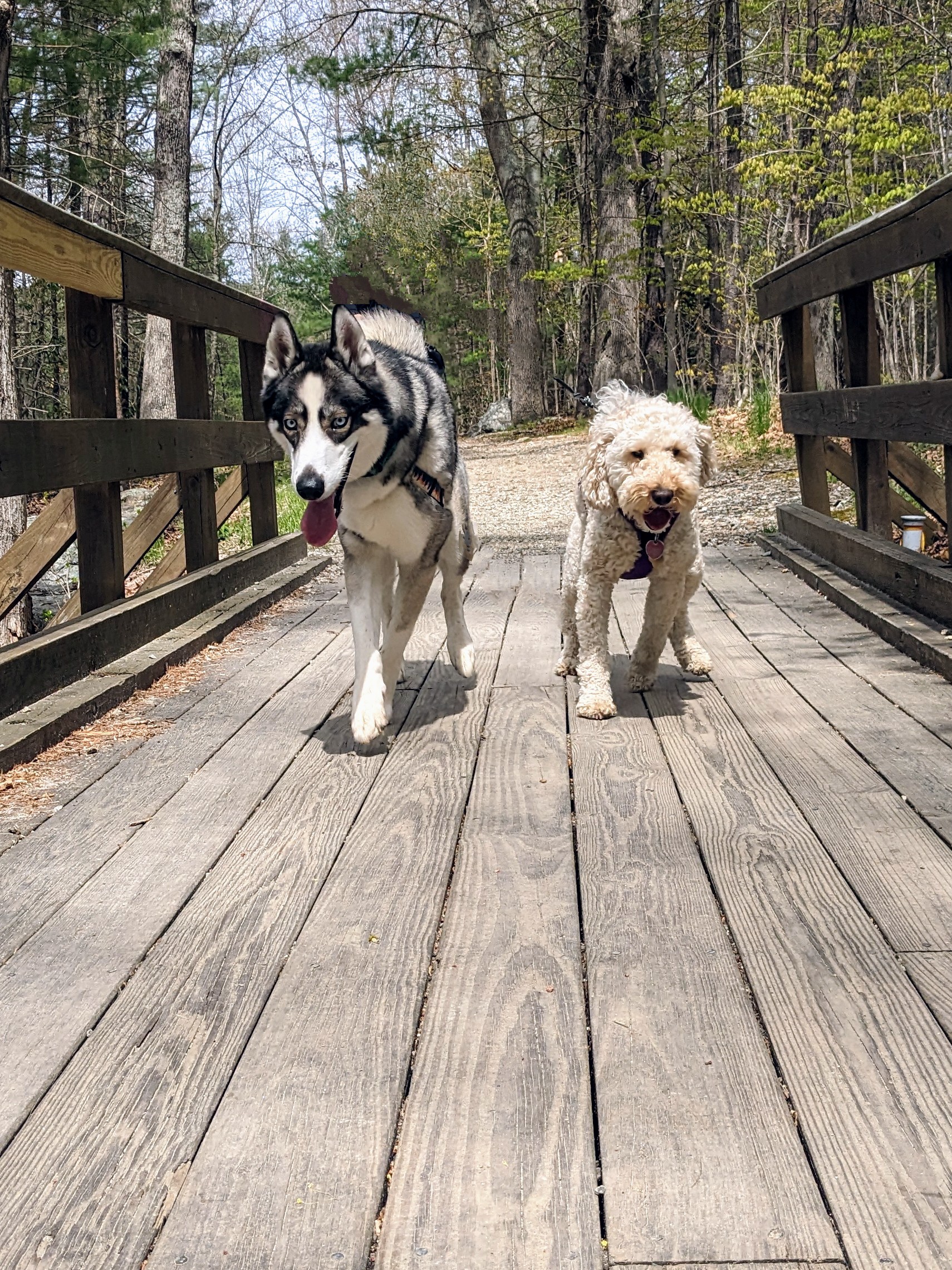 Packer and Millie sitting in a tree… 🥰