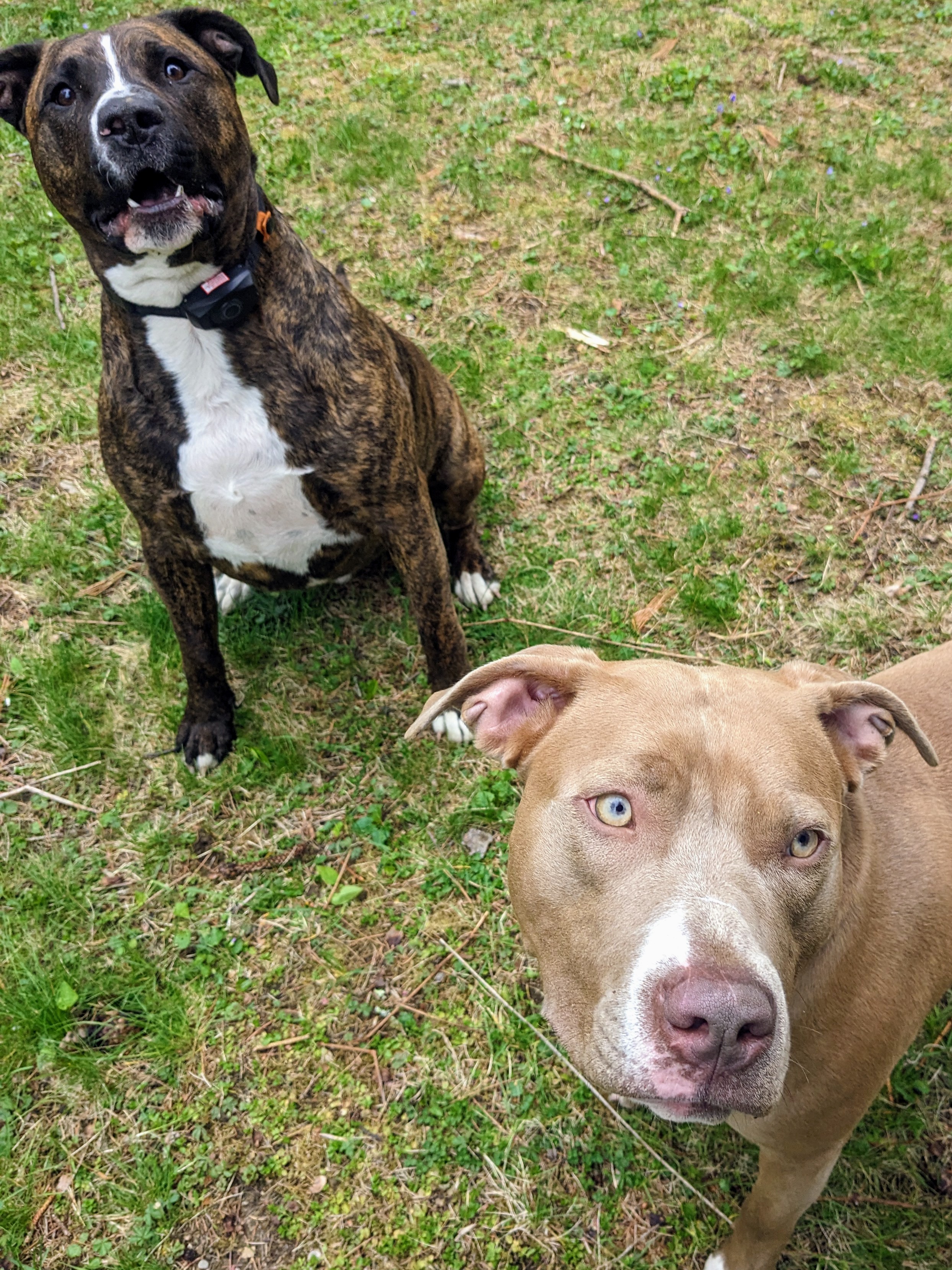 Milo and Meme let off some steam and played hard