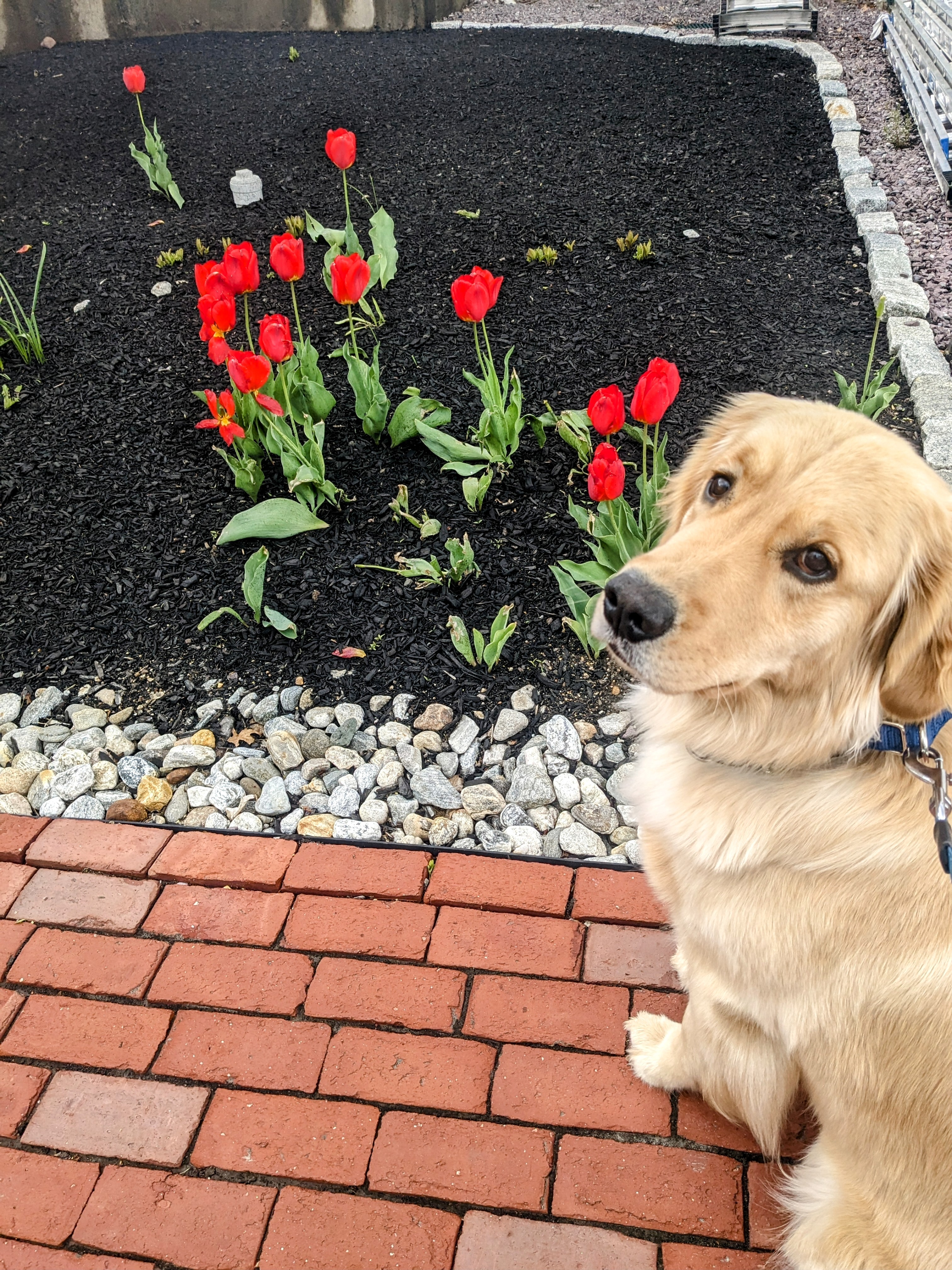 Maddy tiptoes through the tulips!