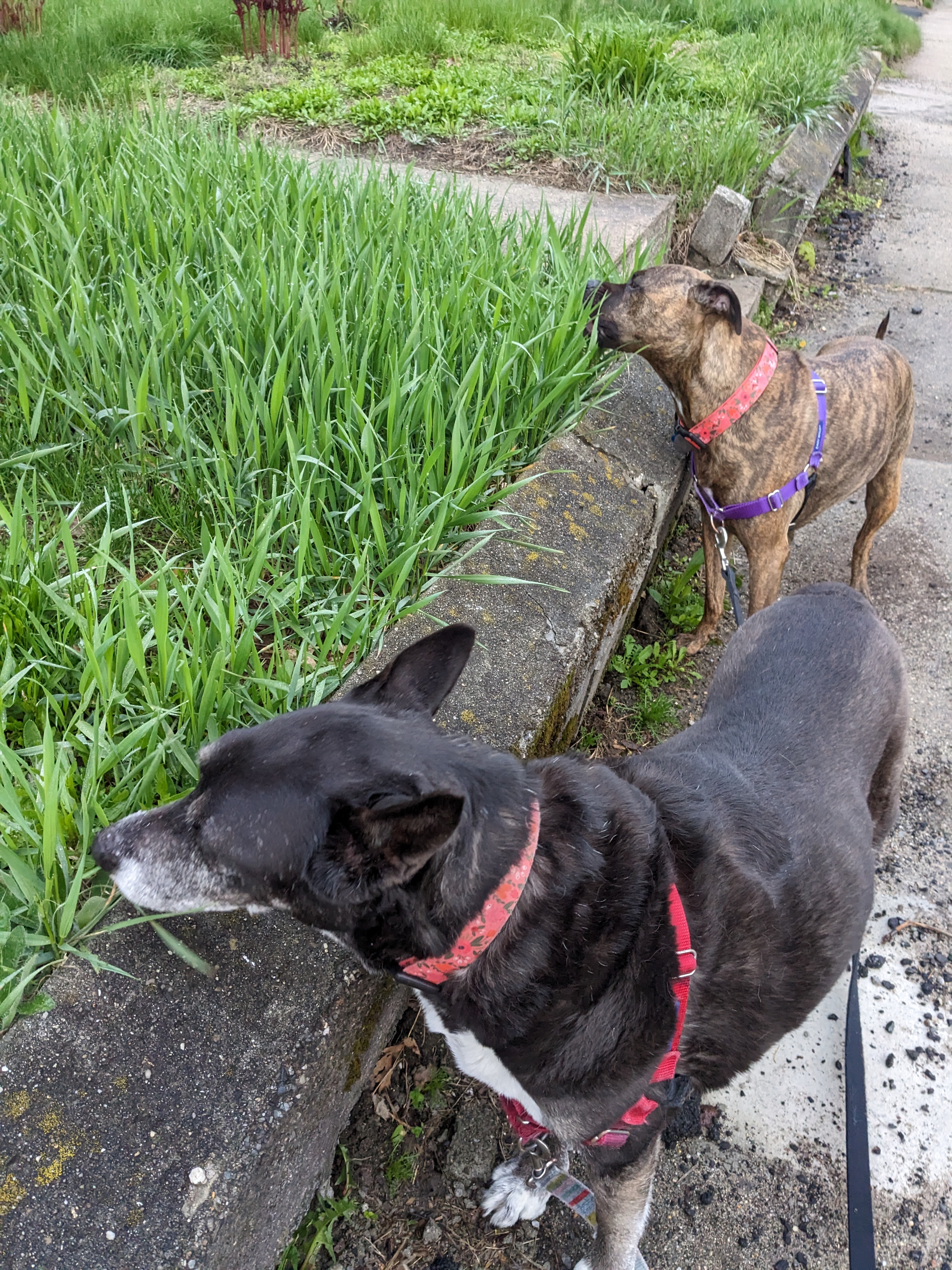 Hope and Sonia enjoyed a long sunset walk, a variety of cookies, and opted for salad for breakfast 🙂