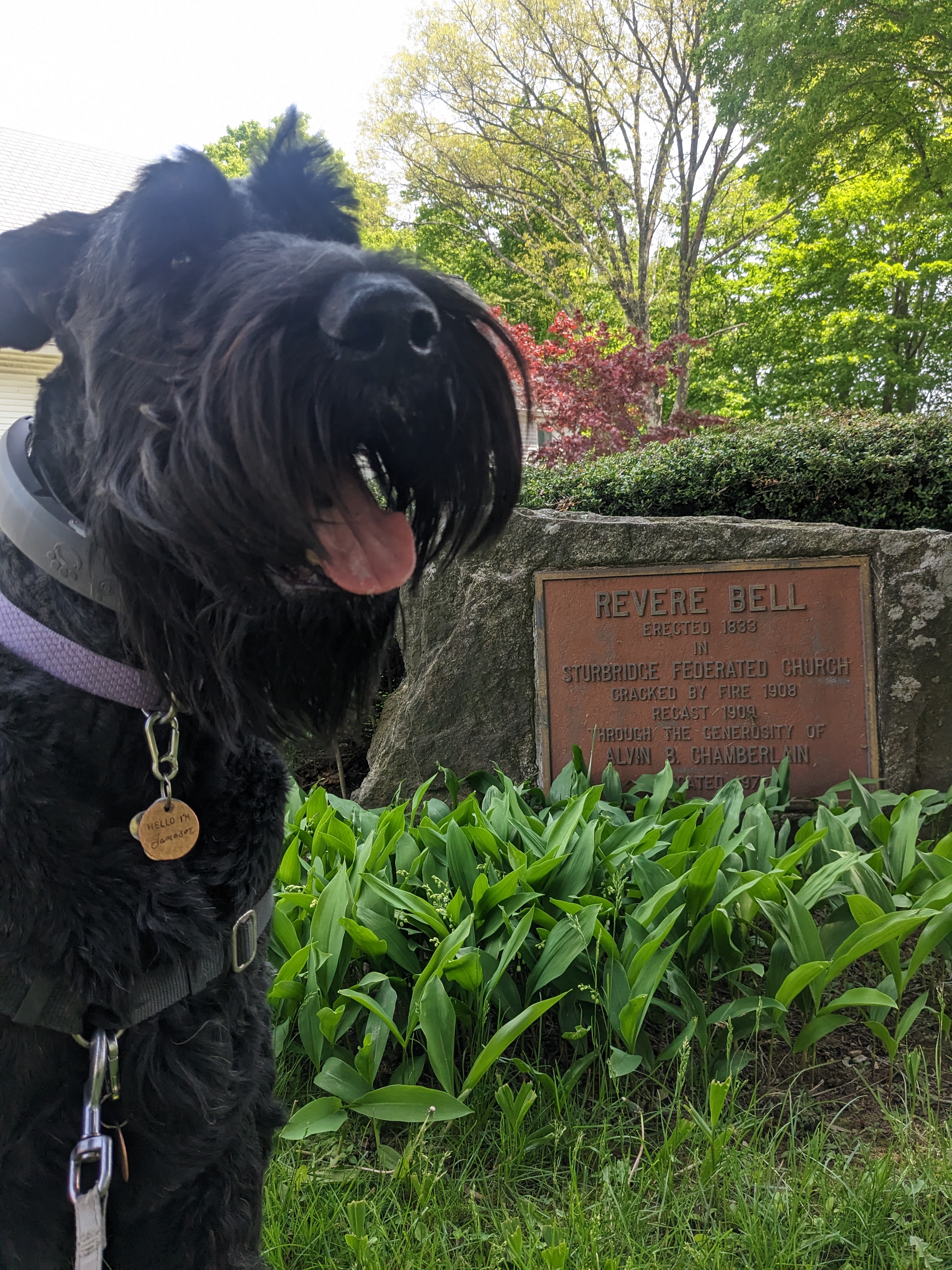 Jameson was well behaved around the Common
