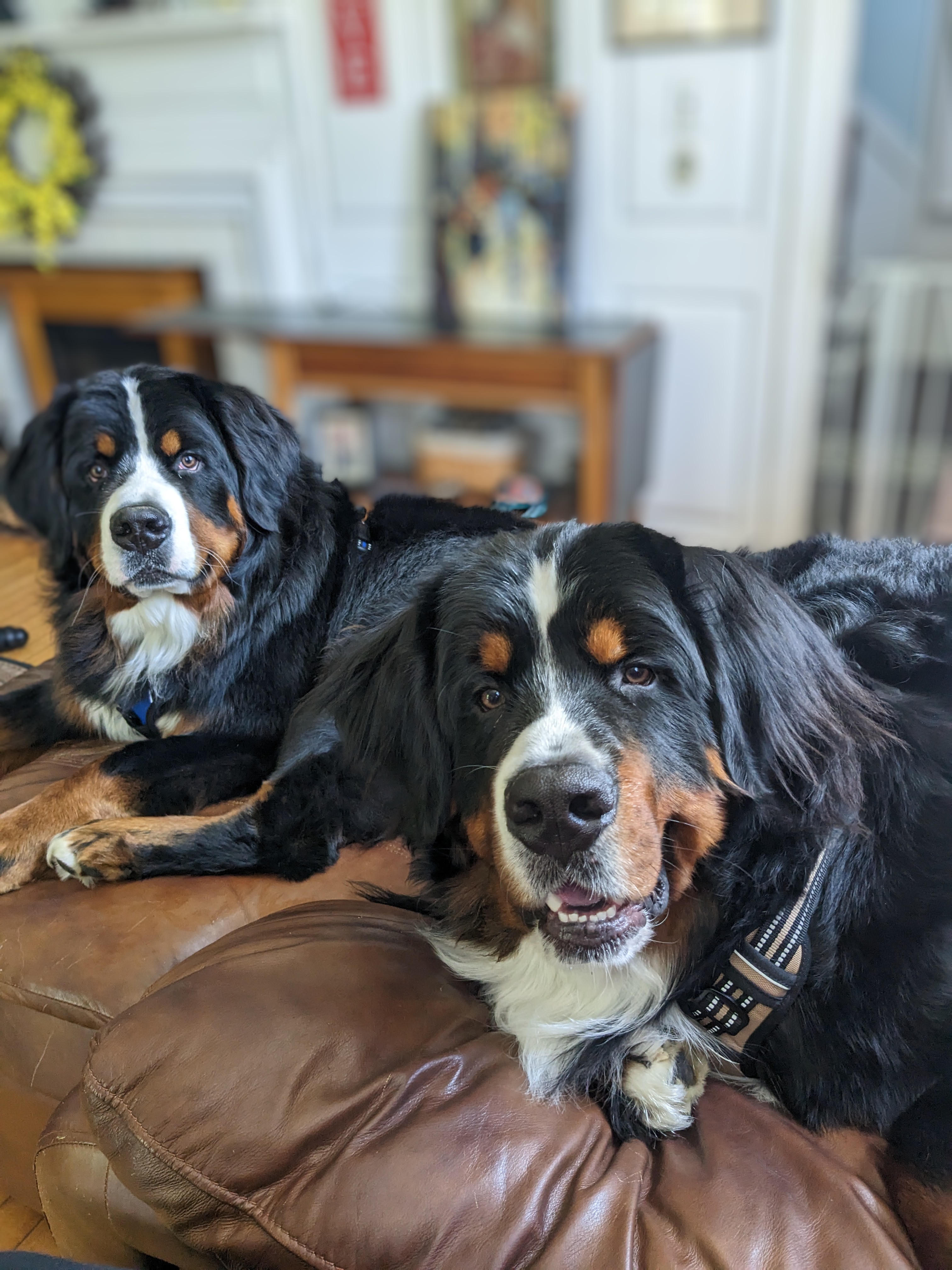 Enzo & Tahoe spent the day at Lindsay’s