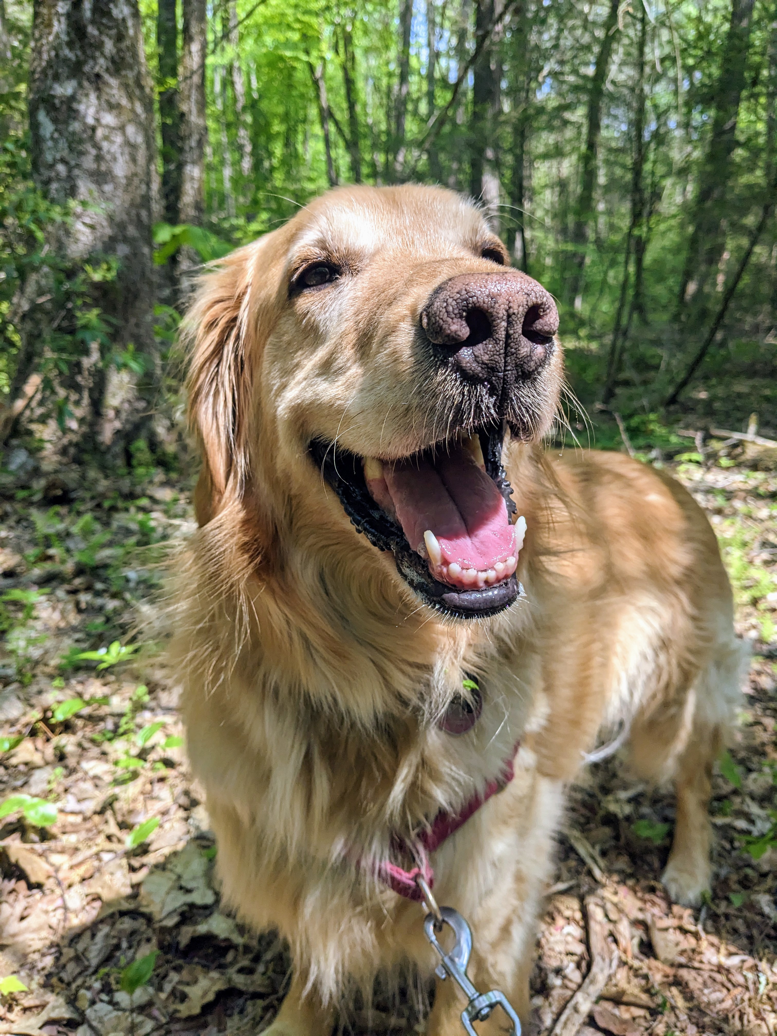 A fun furry Friday trail walk