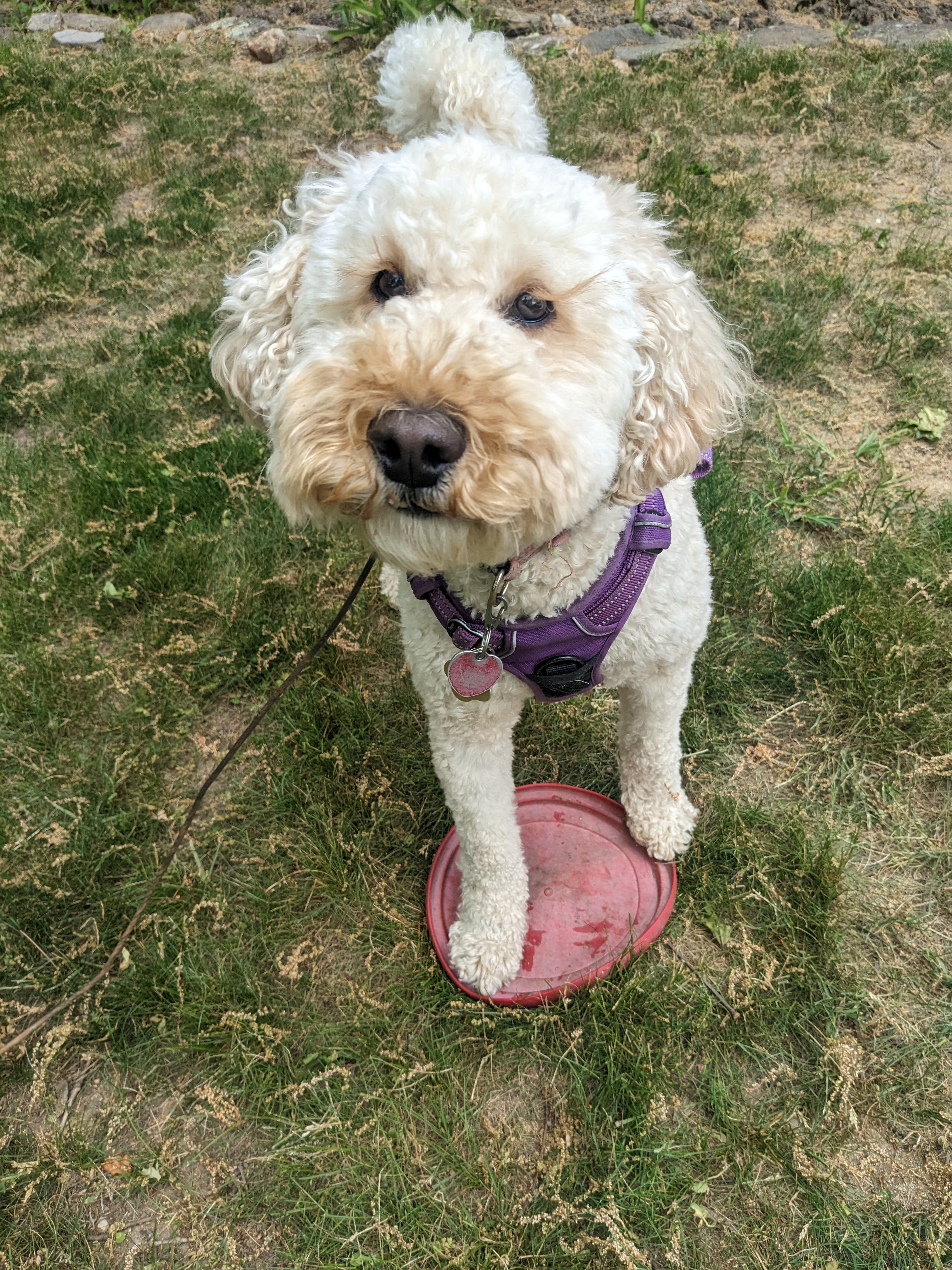 Frisbee Friday with Millie!
