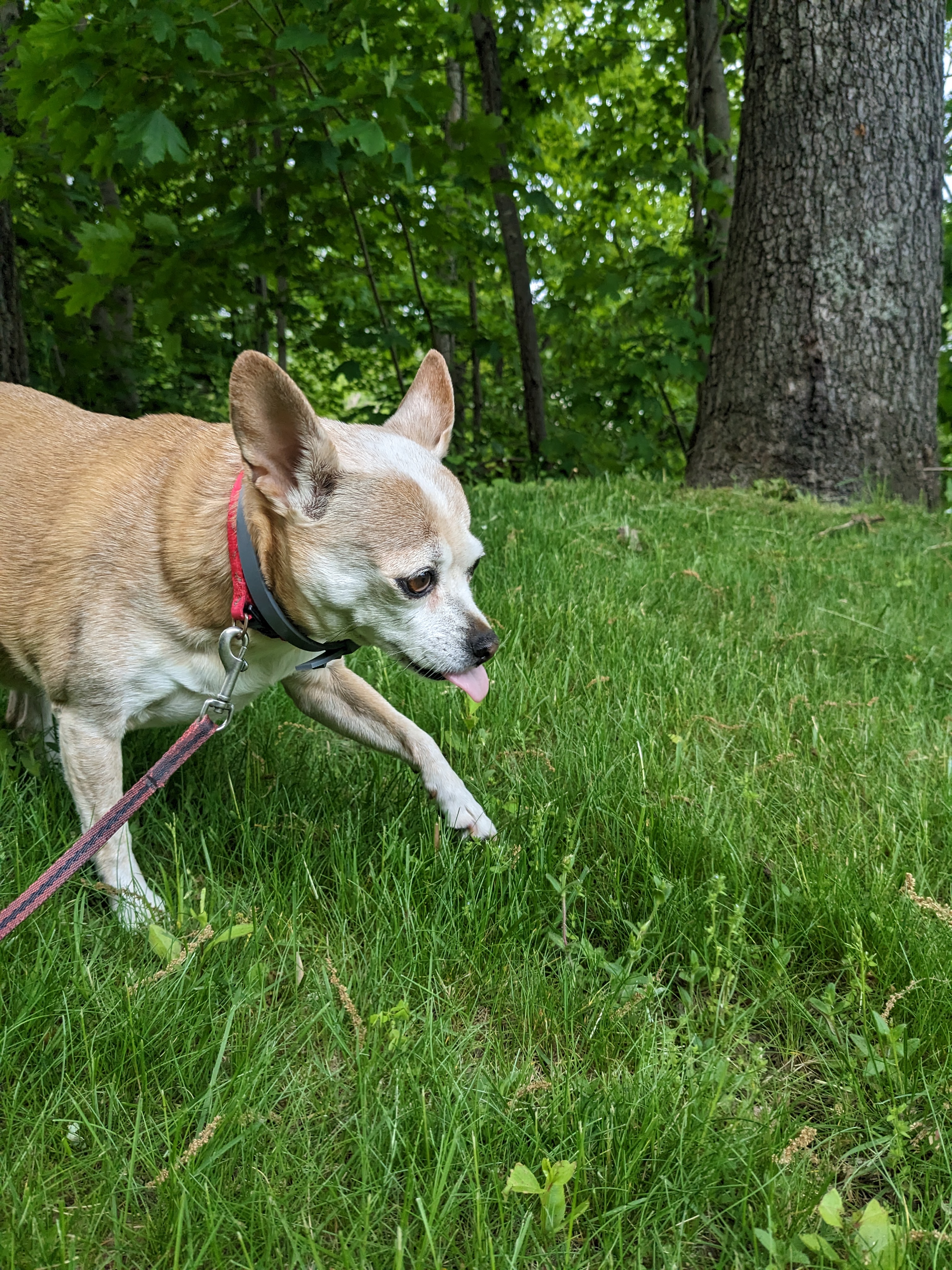 Wrapping up a sweet Tootsie