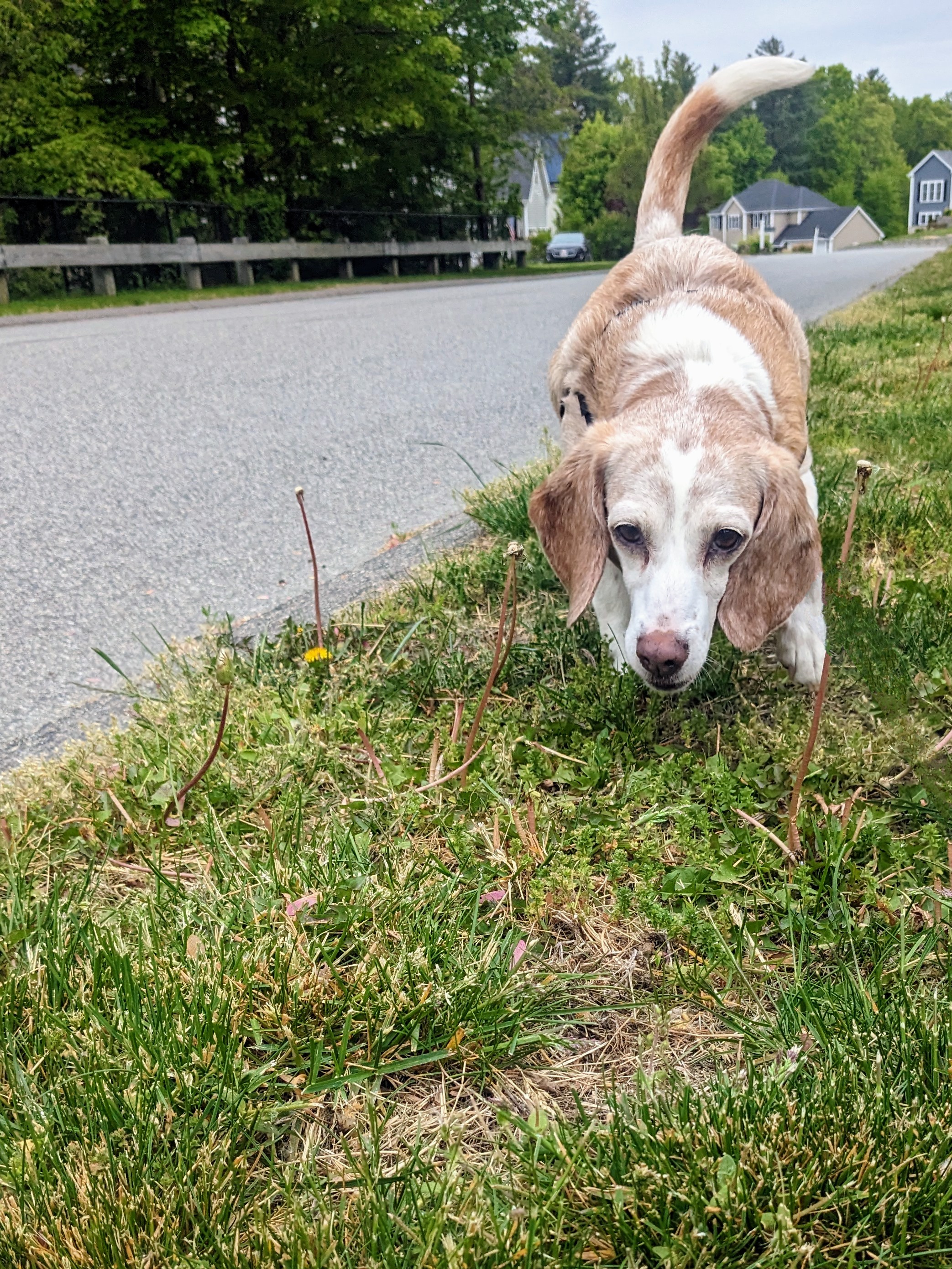 Duke and Dixie make friends on their morning walk
