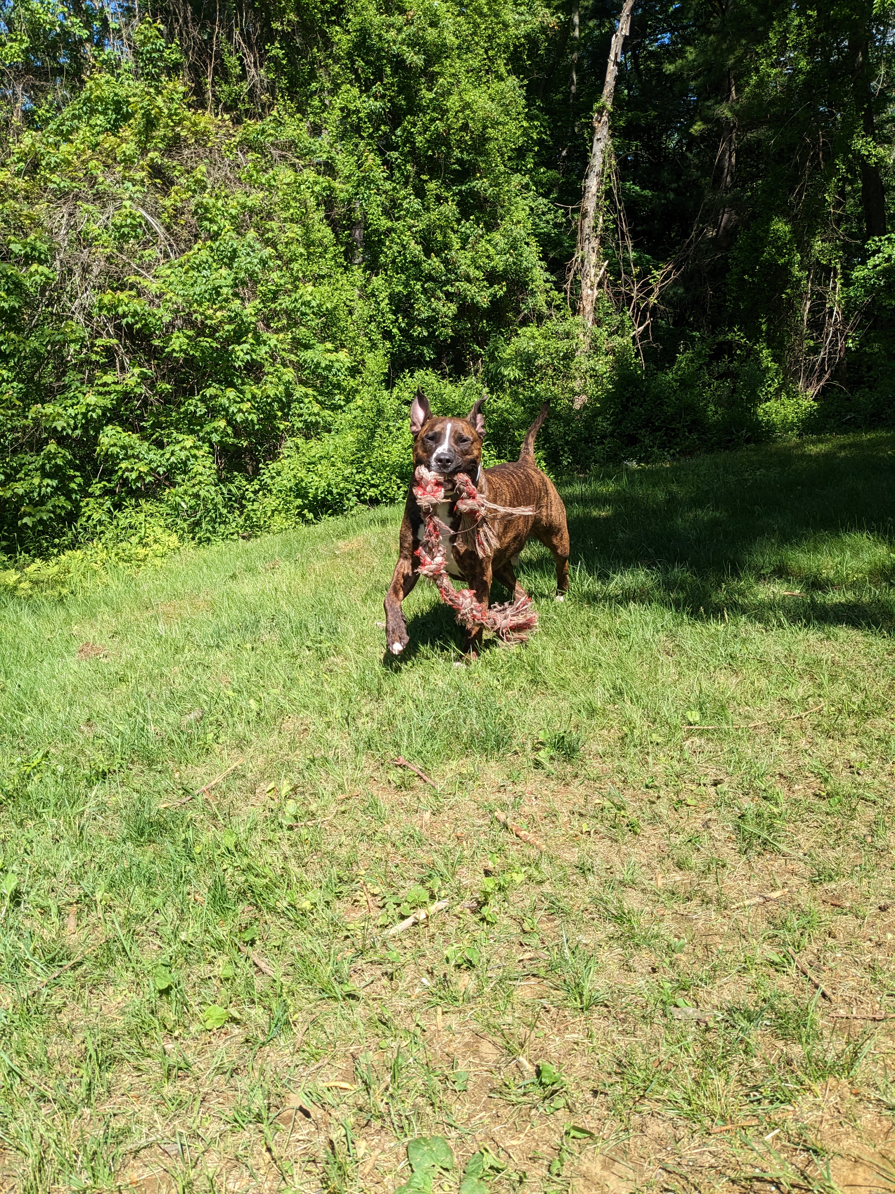 A mellow game of tug-a-dog