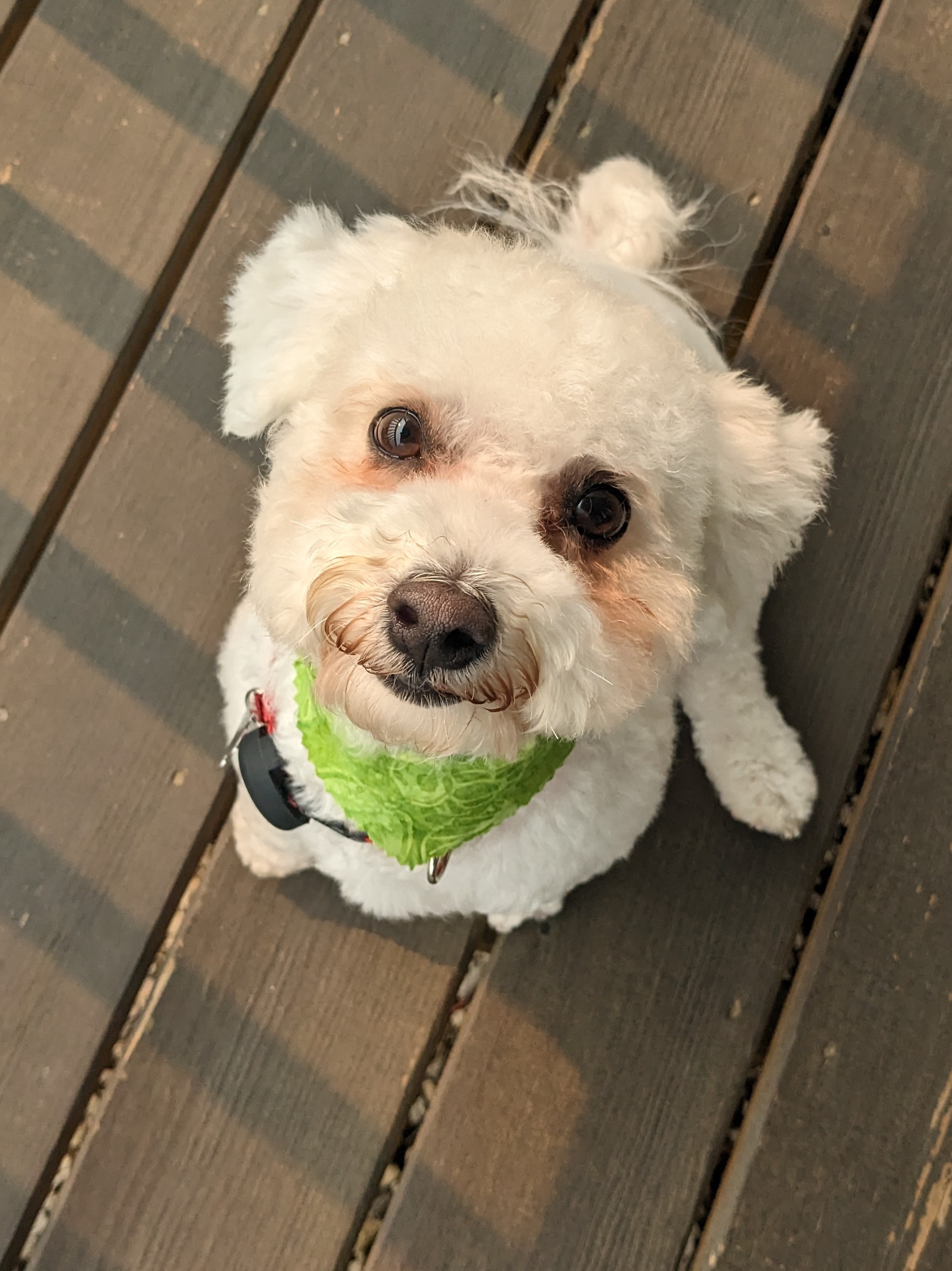 Mylo has a spa day!