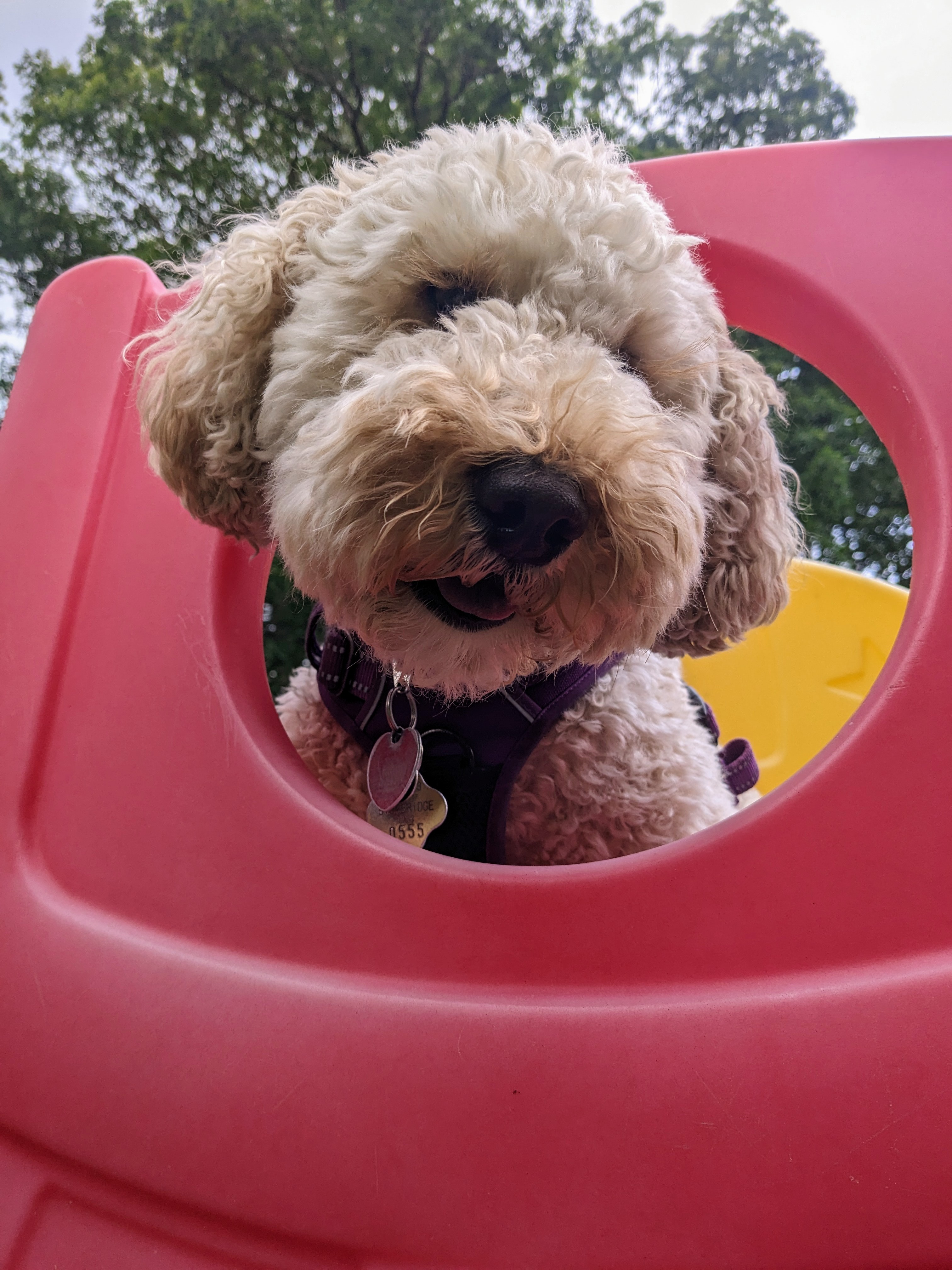 Sliding into the weekend with Millie!