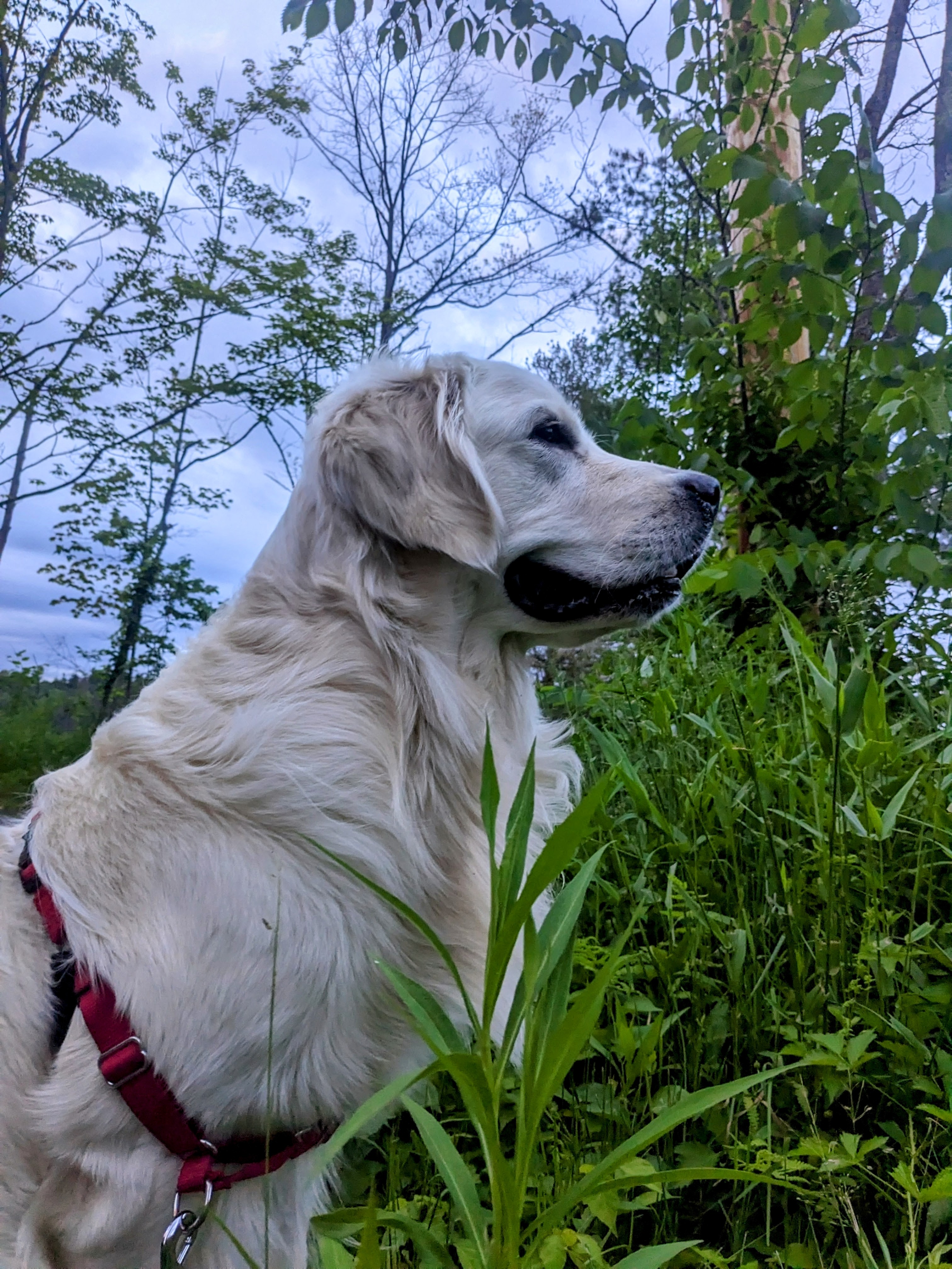 Chewy’s Wild Kingdom