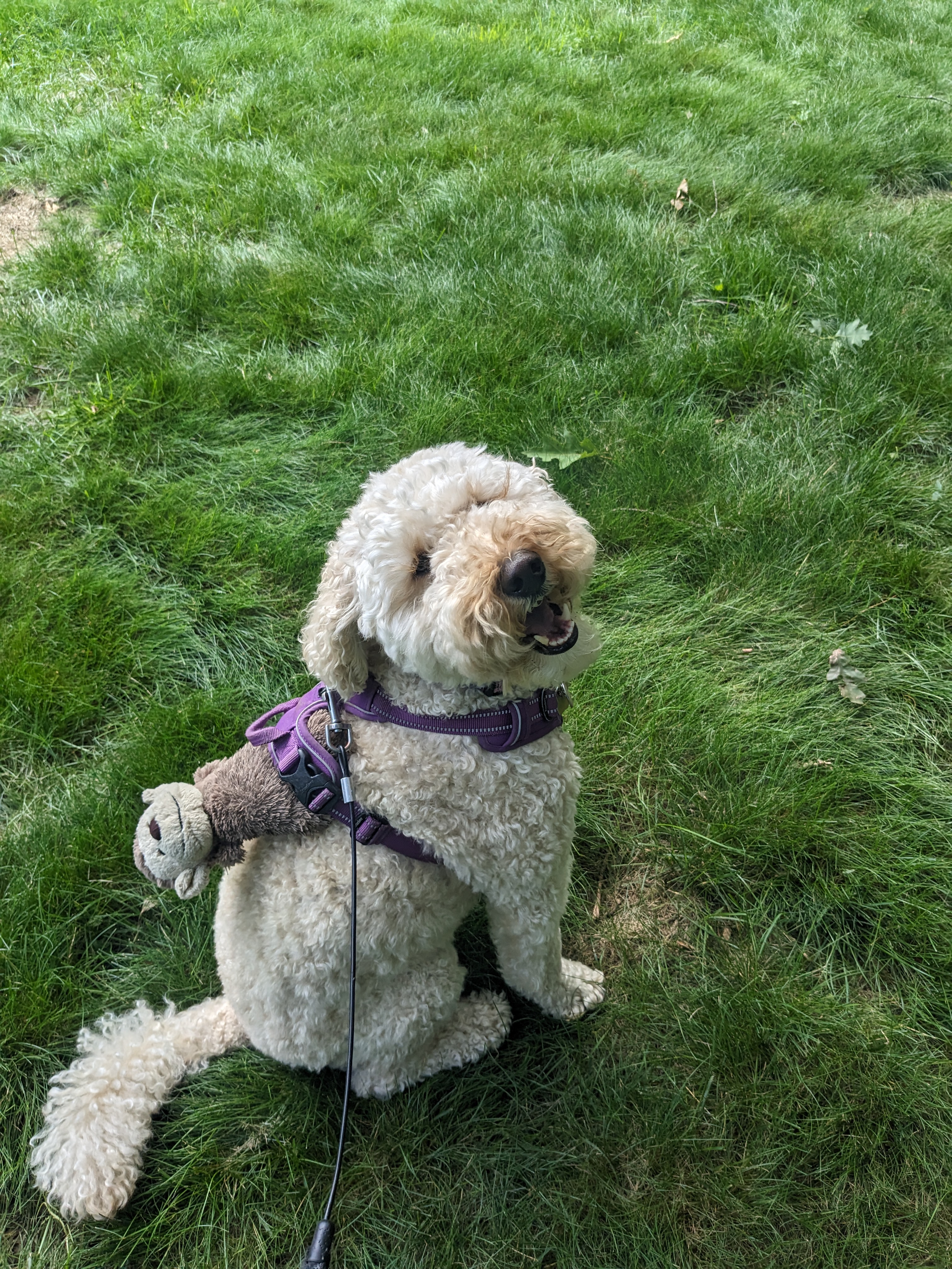 Millie takes Monkey for a ride!