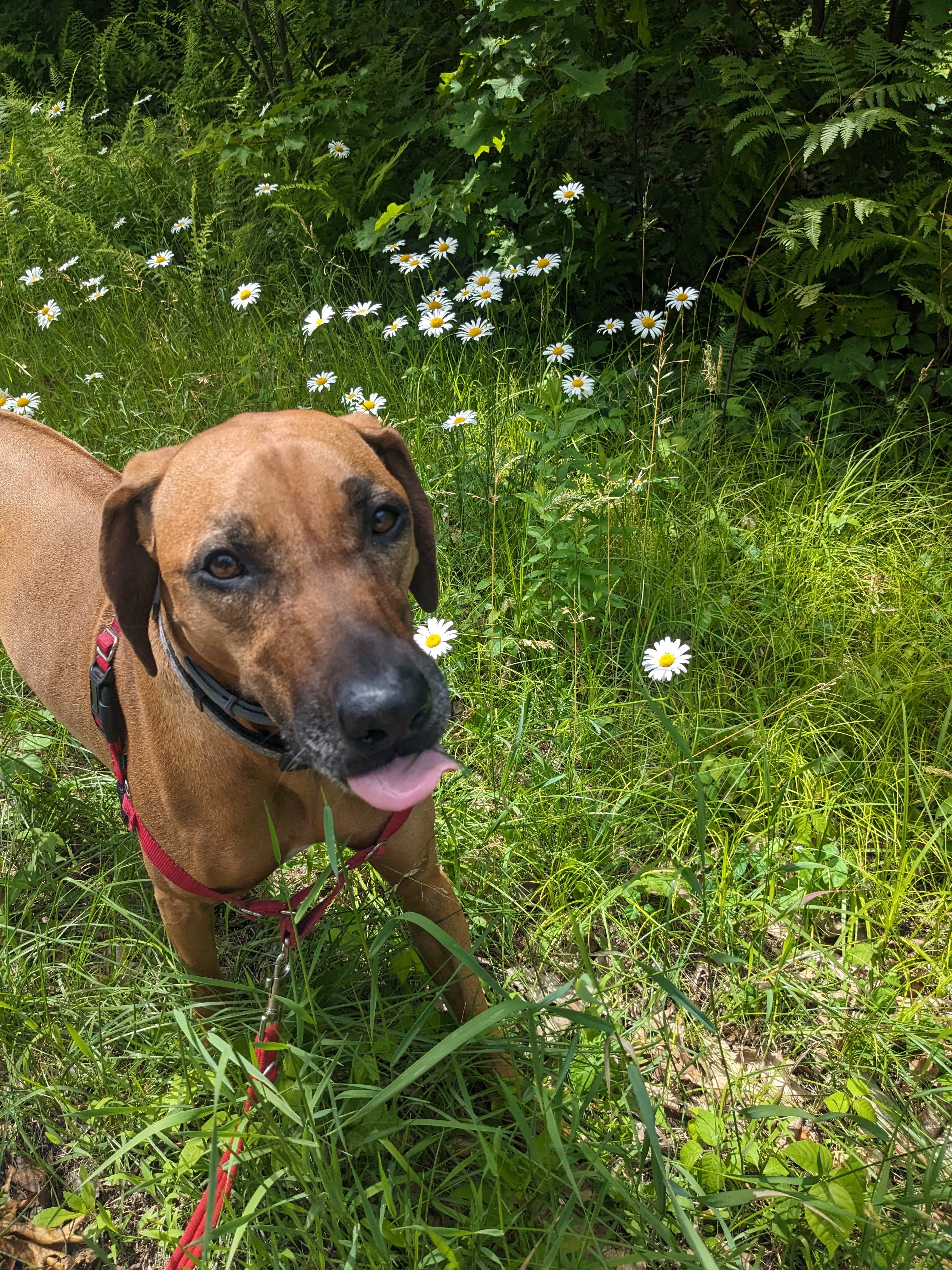Brienne stops to eat, I mean smell the flowers!🤣