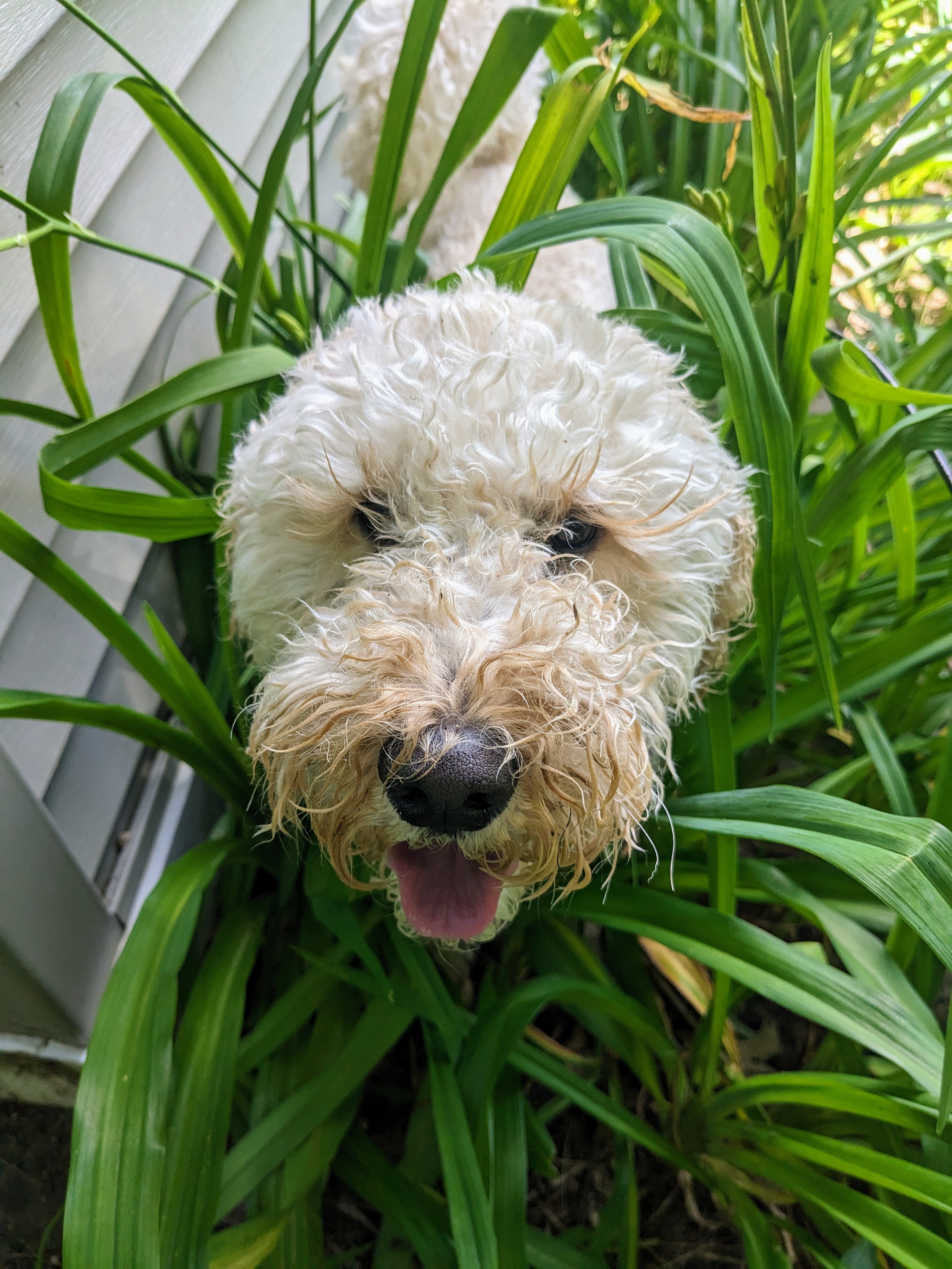 Millie, Queen of the Lilies!