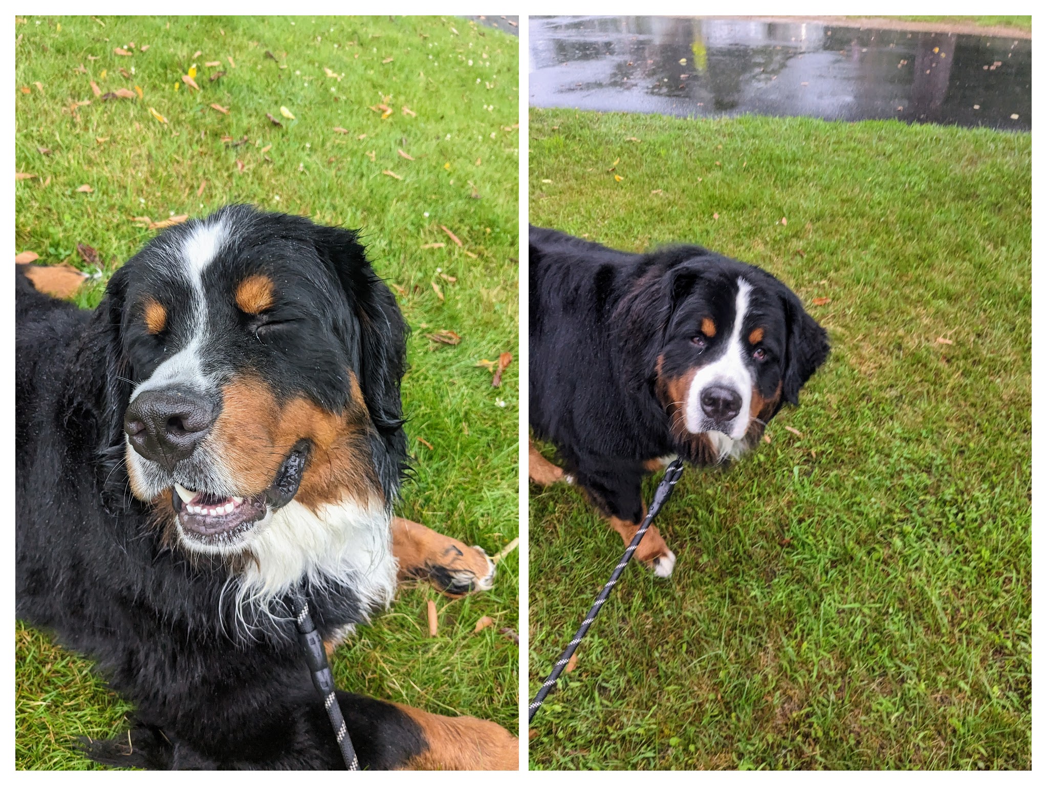 Soggy Doggy Morning for Enzo and Tahoe