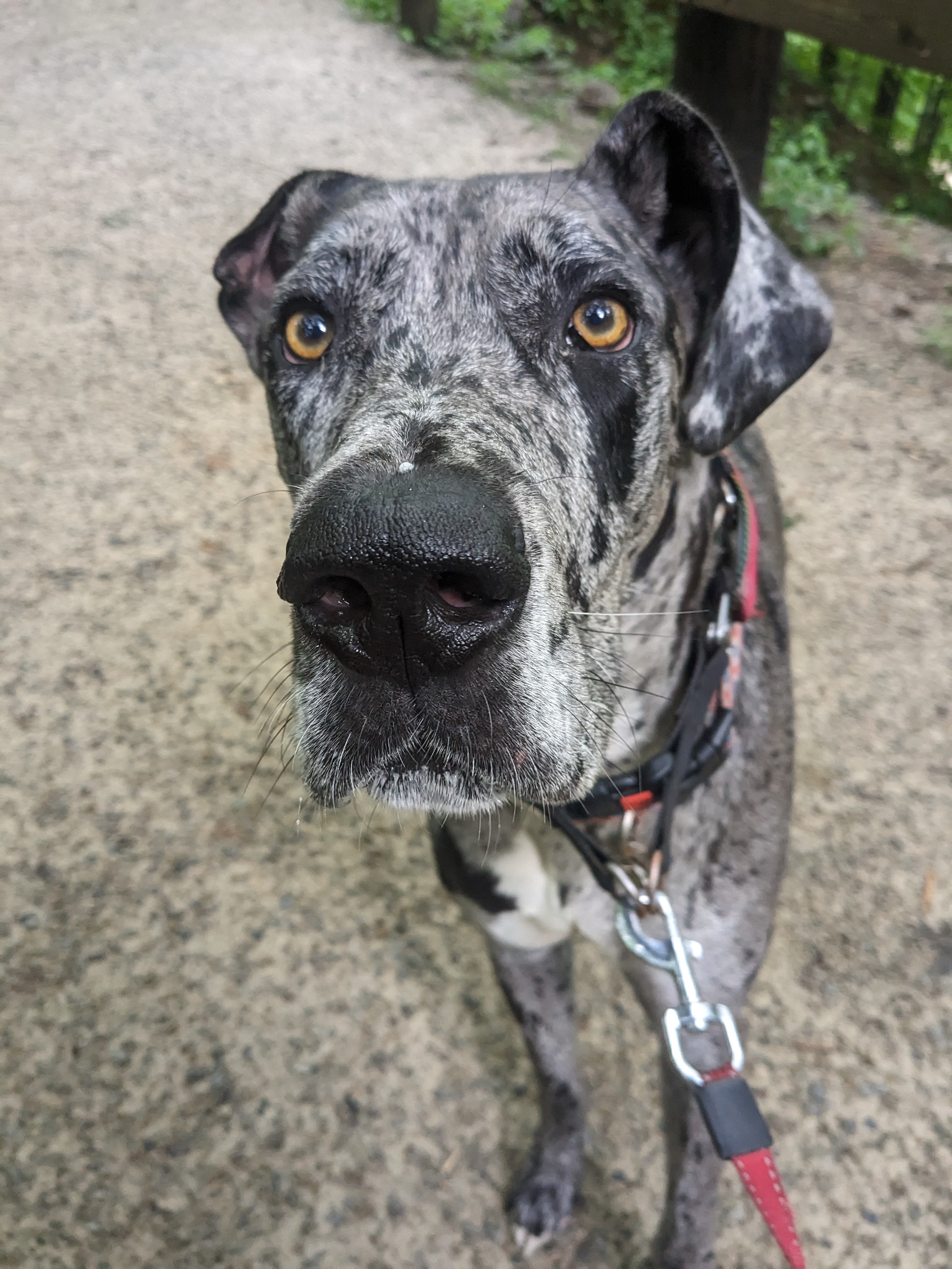 Something was bothering Koda today