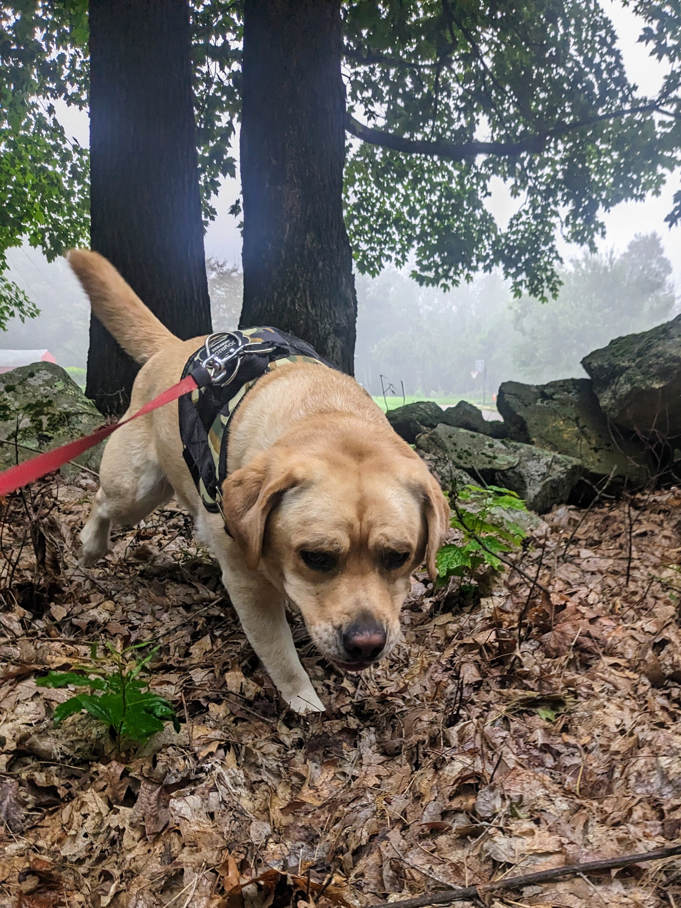 Misty morning walk