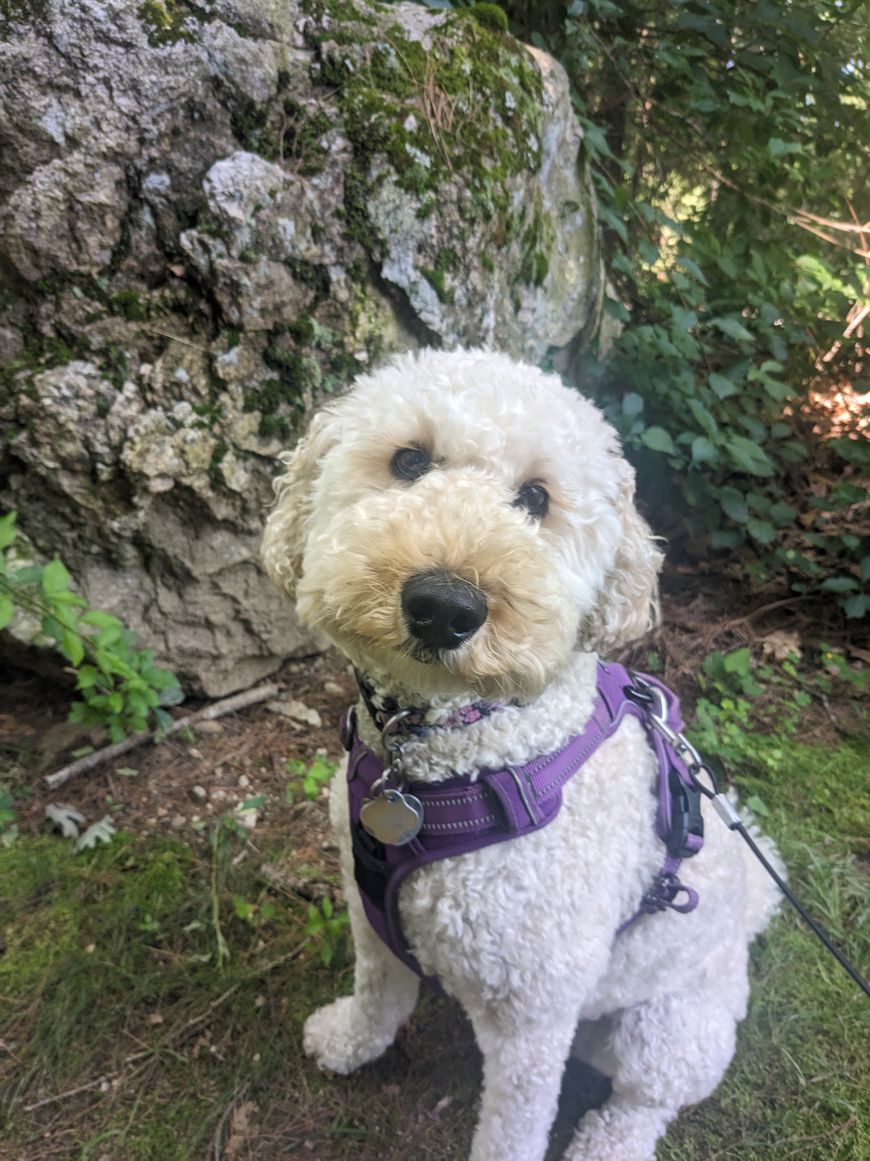 Millie doesn’t mind getting her paws dirty!