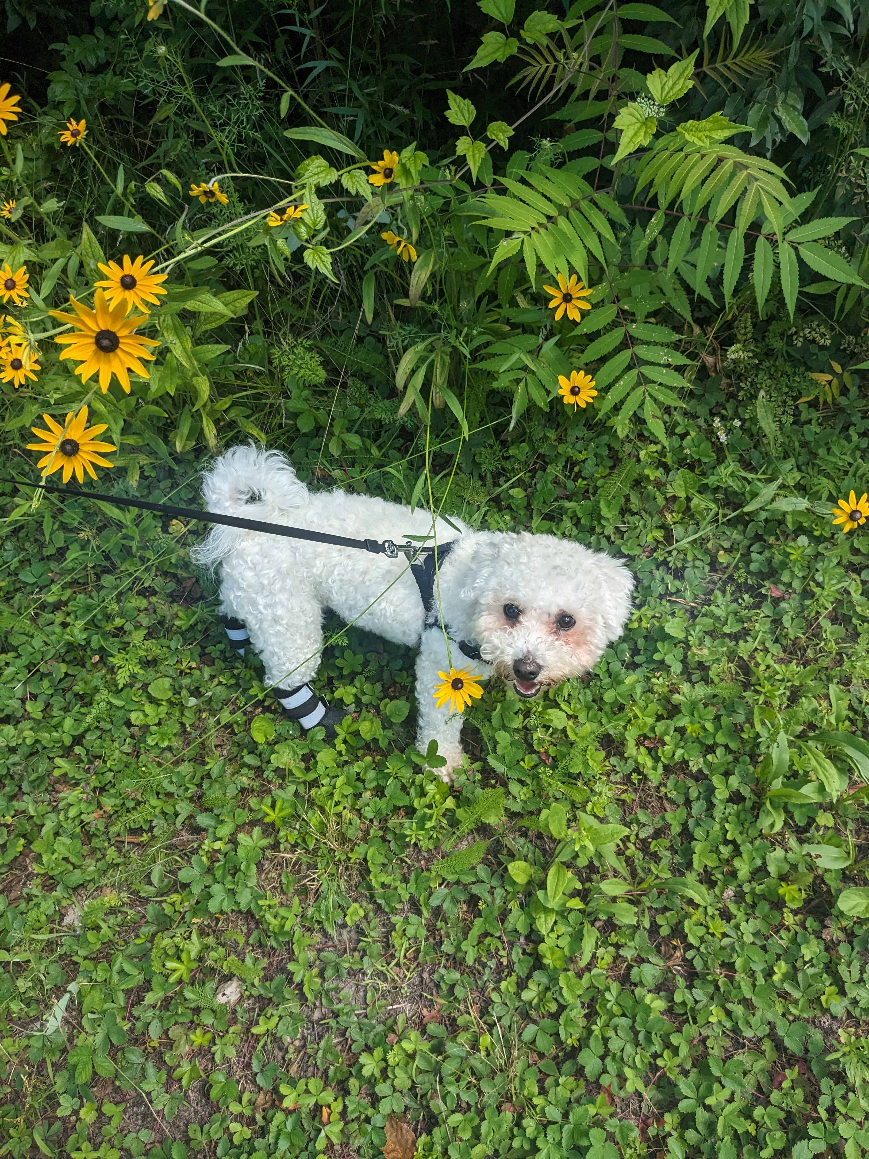 Mylo loves to stop, drop and roll to smell the flowers and everything stinky😂